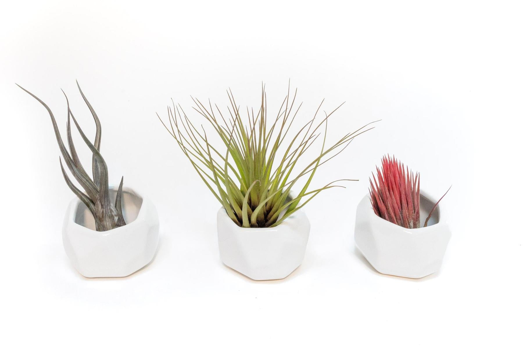 Trio of White Geometric Ceramic Containers with Assorted Tillandsia Air Plants-The Succulent Source