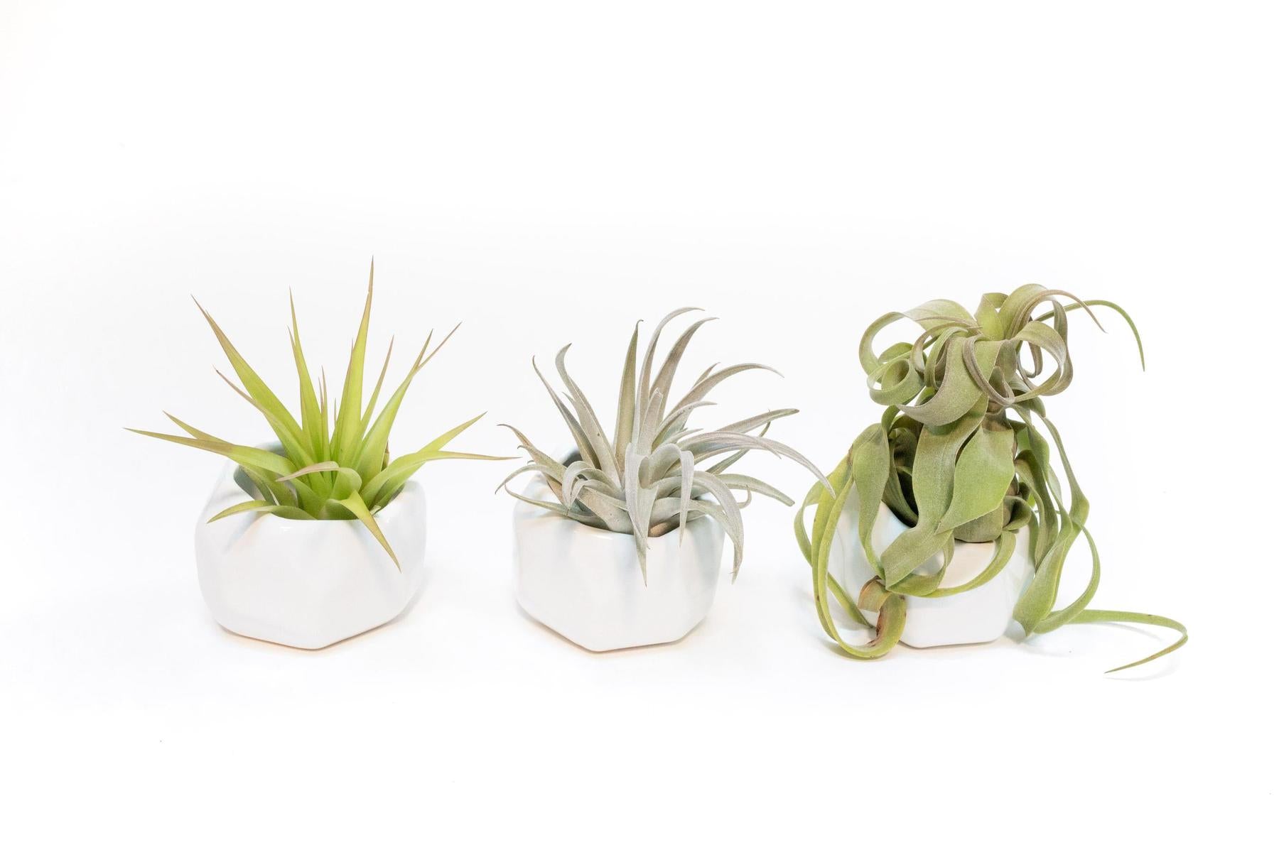 Trio of White Geometric Ceramic Containers with Custom Tillandsia Air Plants-The Succulent Source