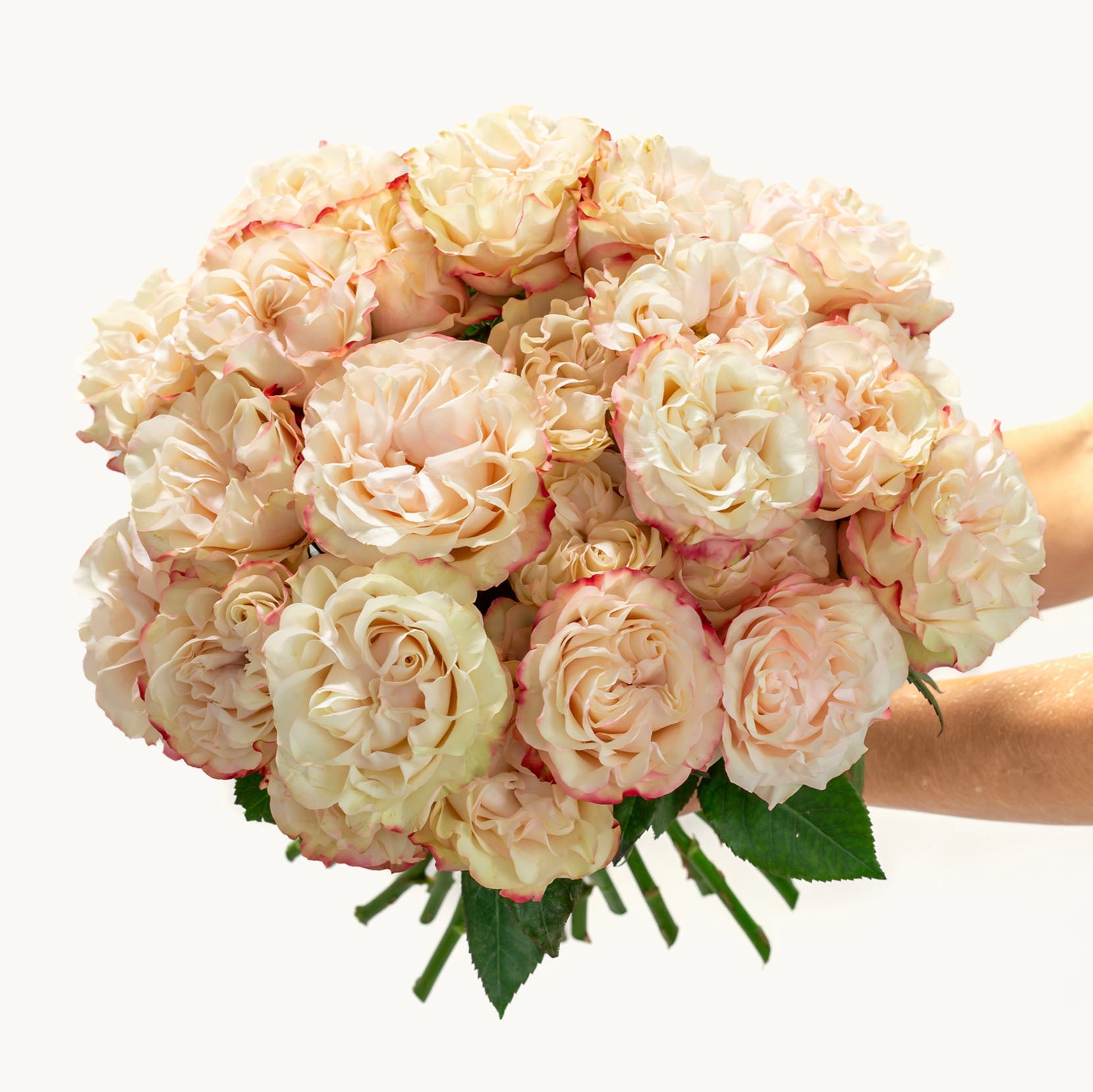 Vanilla Kiss Roses-The Succulent Source