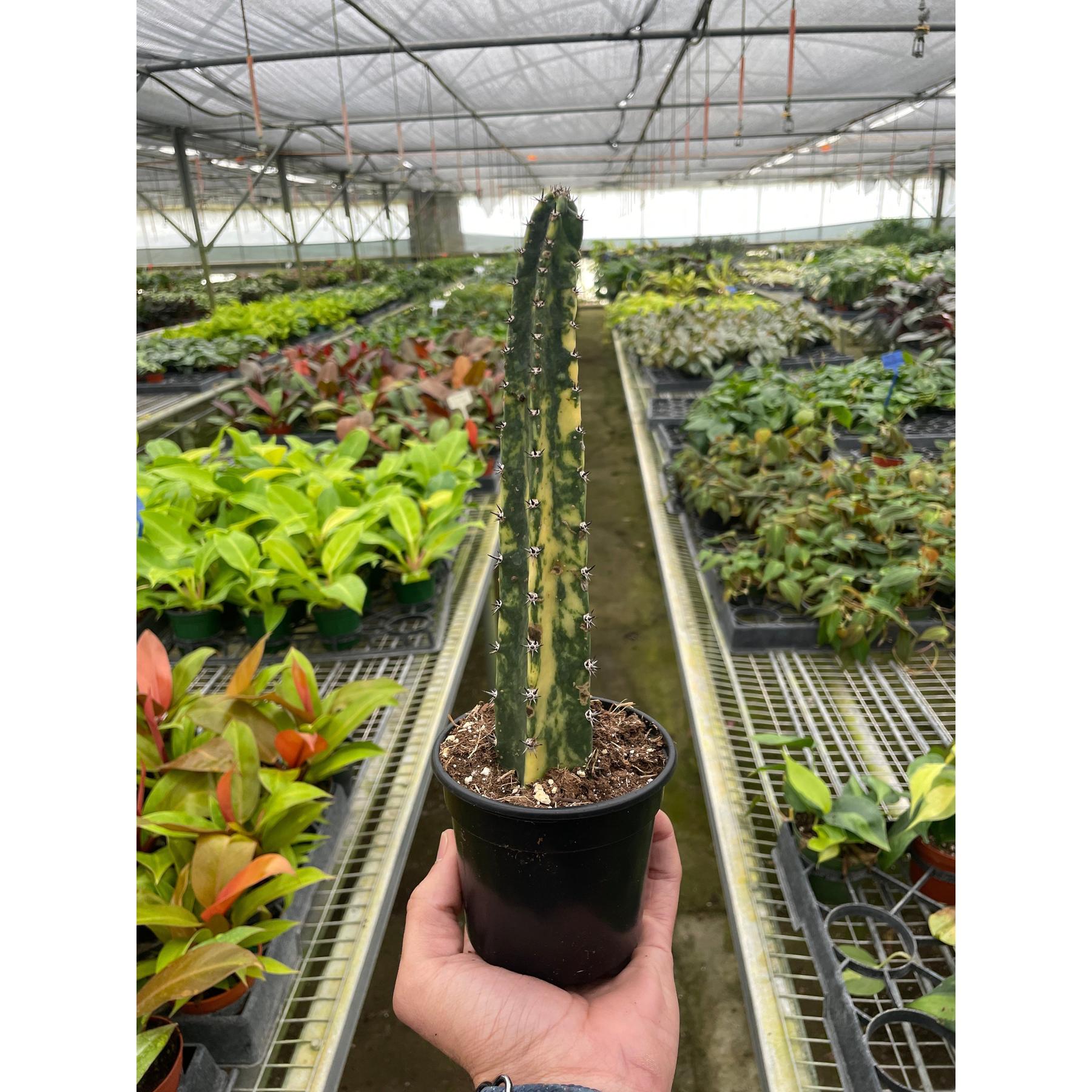 Variegated Blue Candle Cactus-Succulent-The Succulent Source