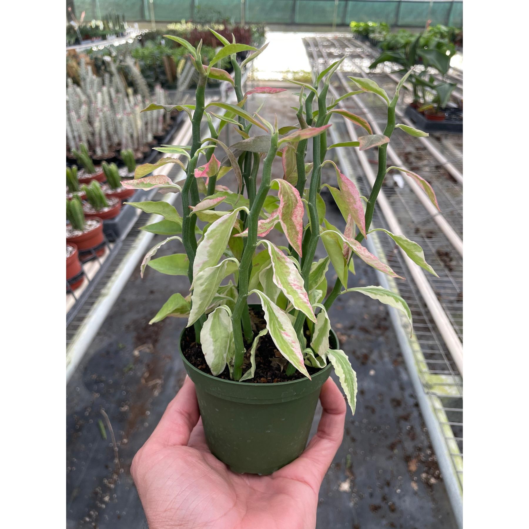 Variegated Devil's Backbone Euphorbia-Succulent-The Succulent Source