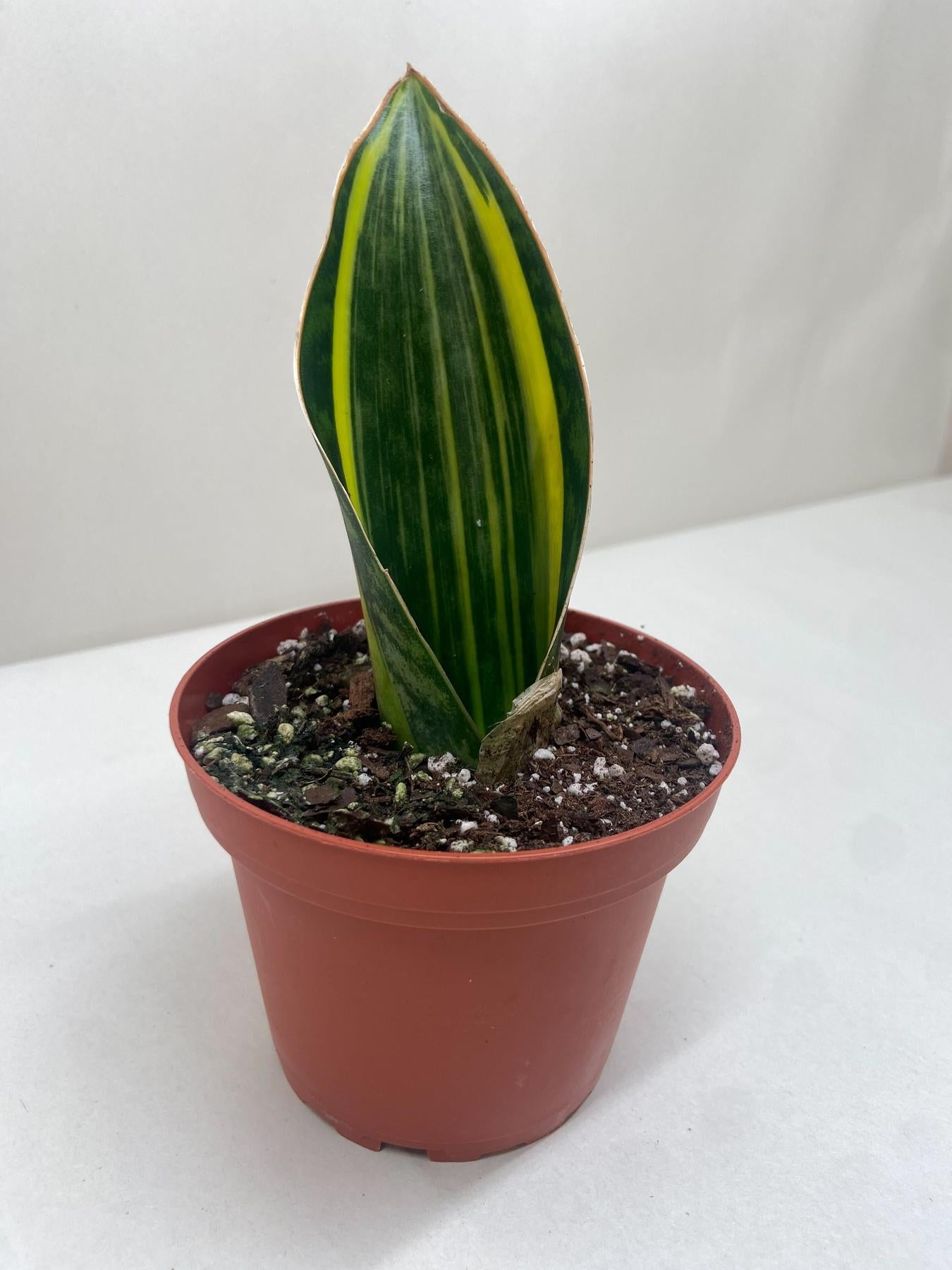 Variegated Shark Fin Snake Plant-Indoor Plants-The Succulent Source