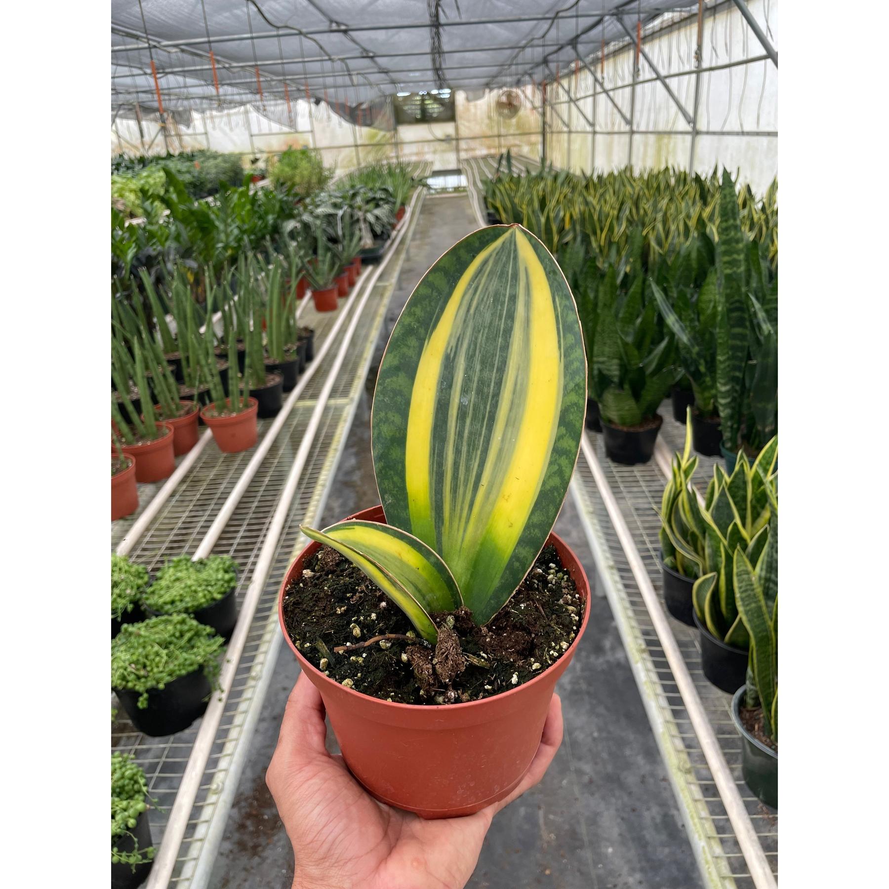 Variegated Shark Fin Snake Plant-Indoor Plants-The Succulent Source