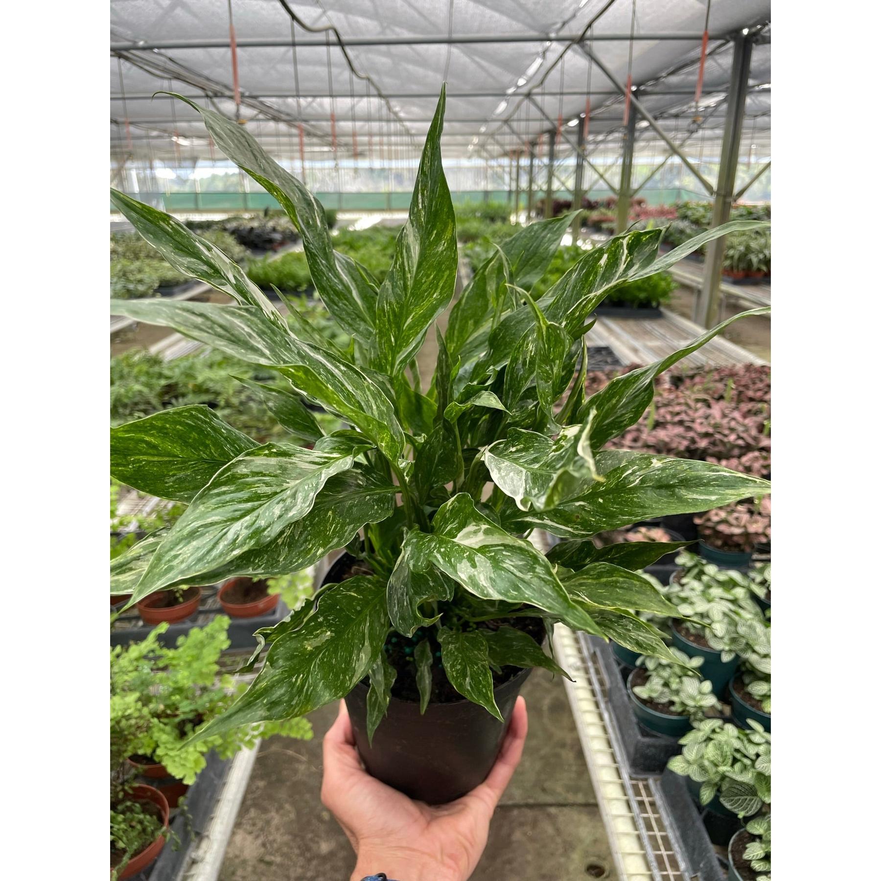 Variegated Spathiphyllum 'Domino'-The Succulent Source