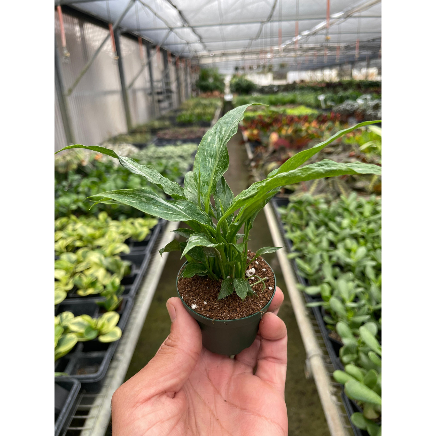 Variegated Spathiphyllum 'Domino'-The Succulent Source