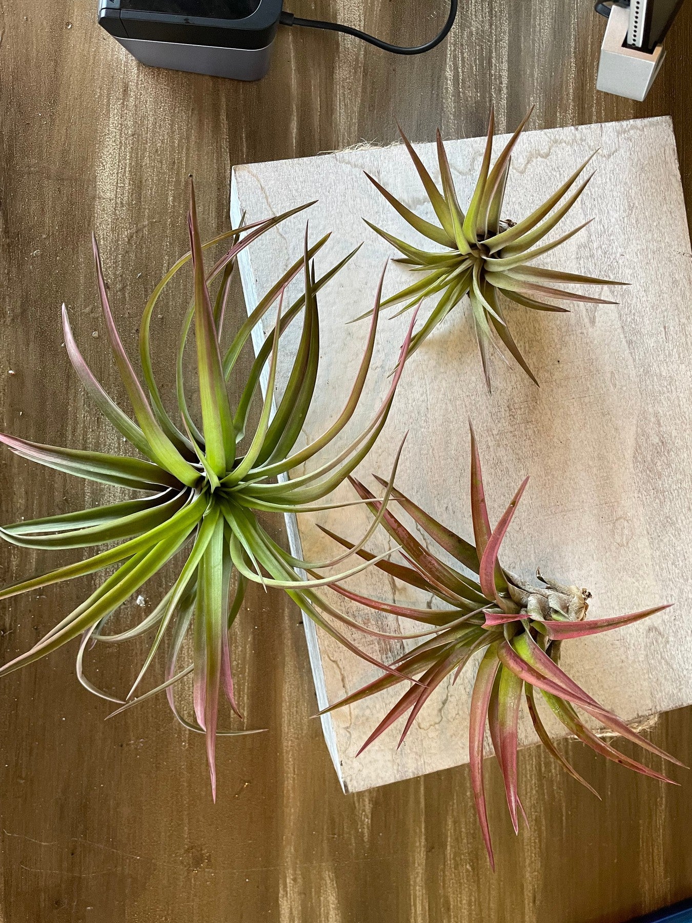 Velutina-Air plants-The Succulent Source