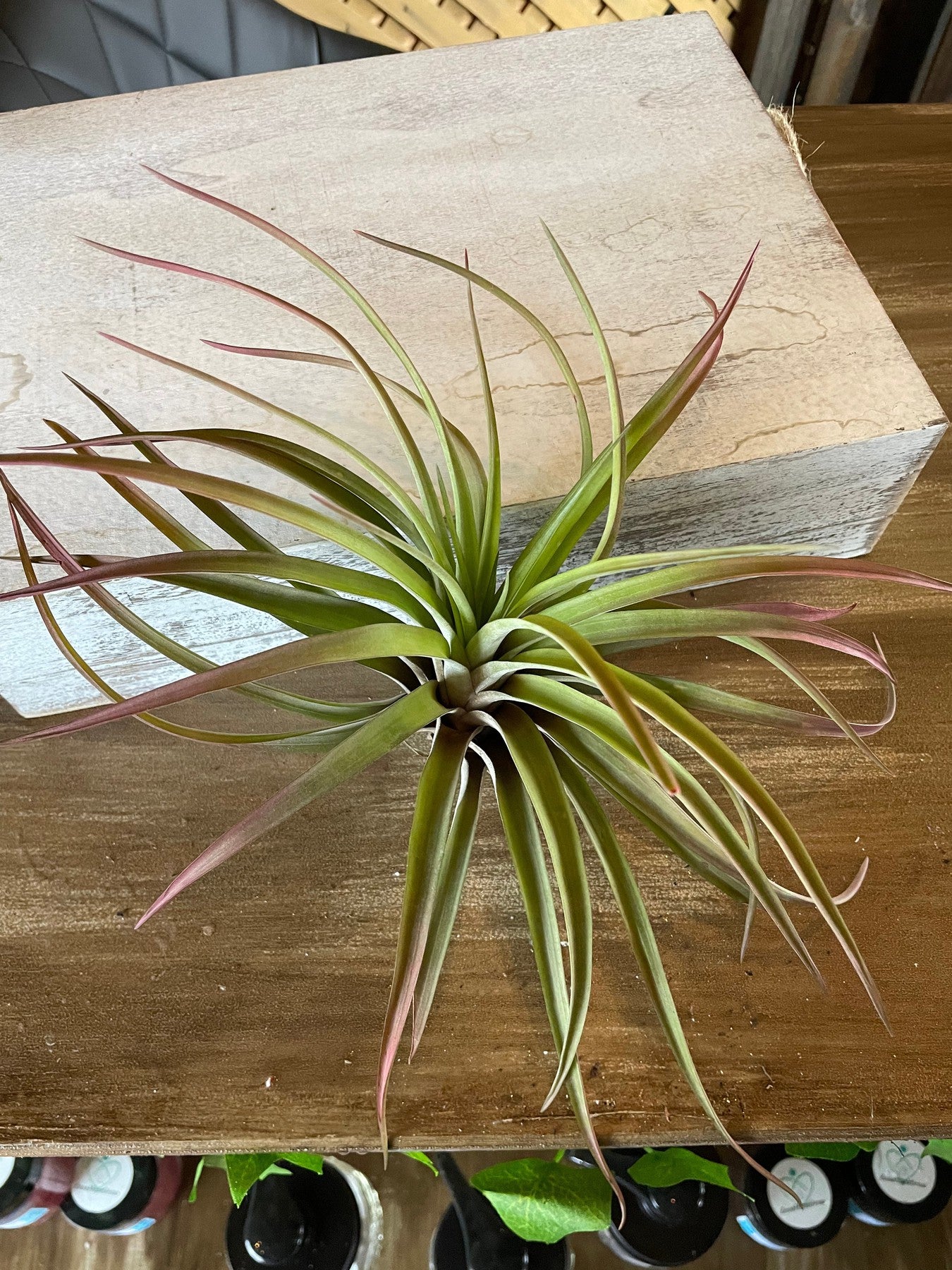 Velutina-Air plants-The Succulent Source