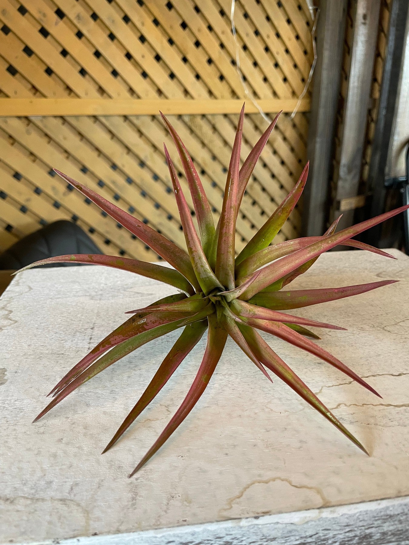 Velutina-Air plants-The Succulent Source