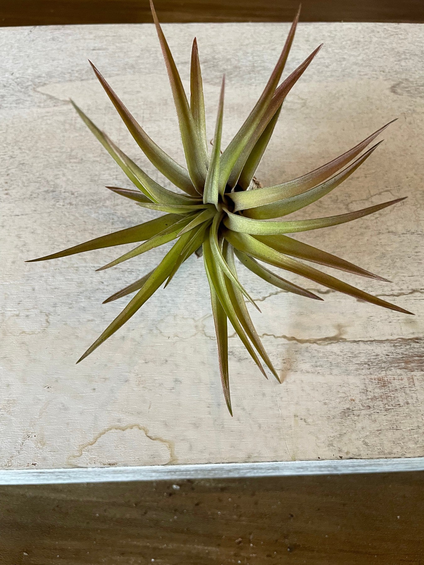 Velutina-Air plants-The Succulent Source