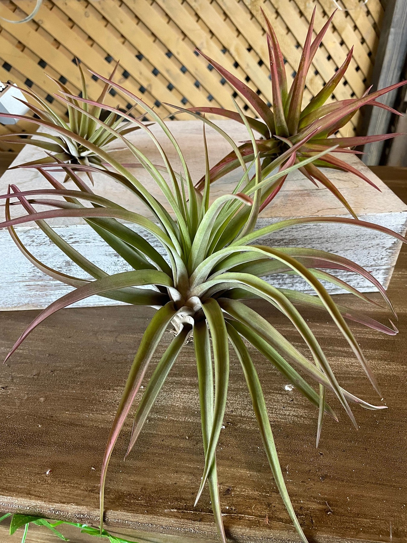 Velutina-Air plants-The Succulent Source