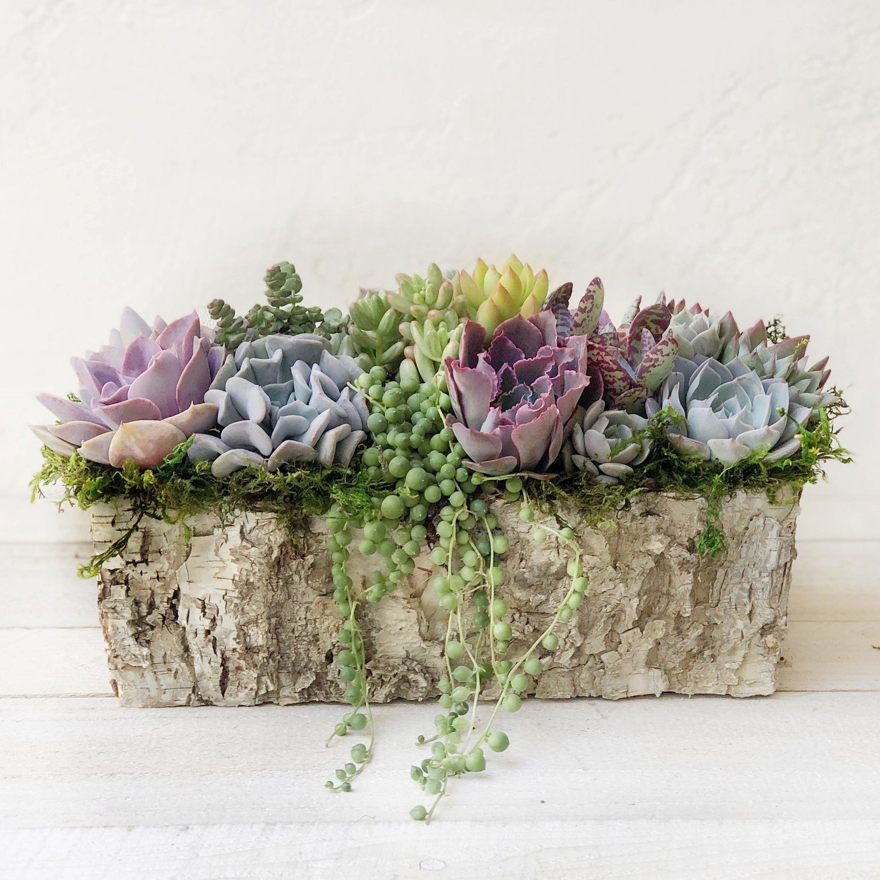 Weston Birch Trimmed Succulent Planter.