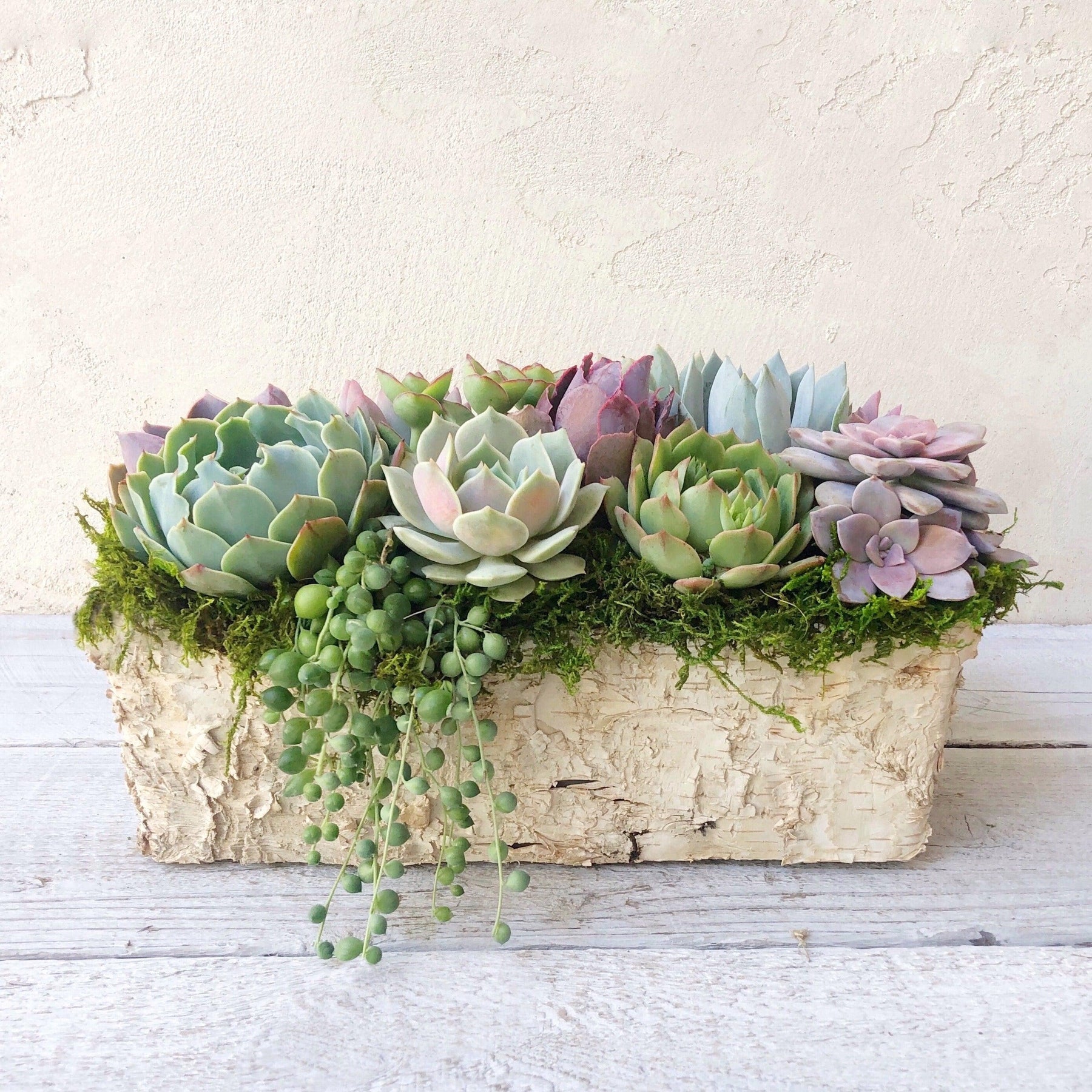 Weston Birch Trimmed Succulent Planter.