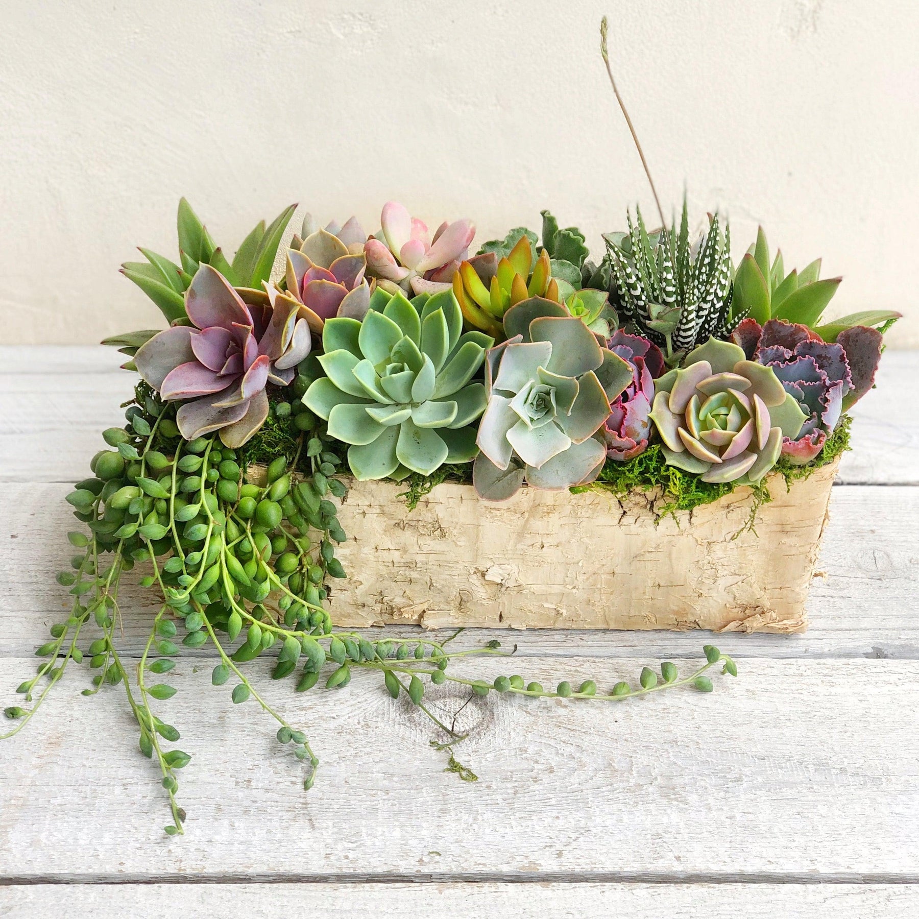 Weston Birch Trimmed Succulent Planter.