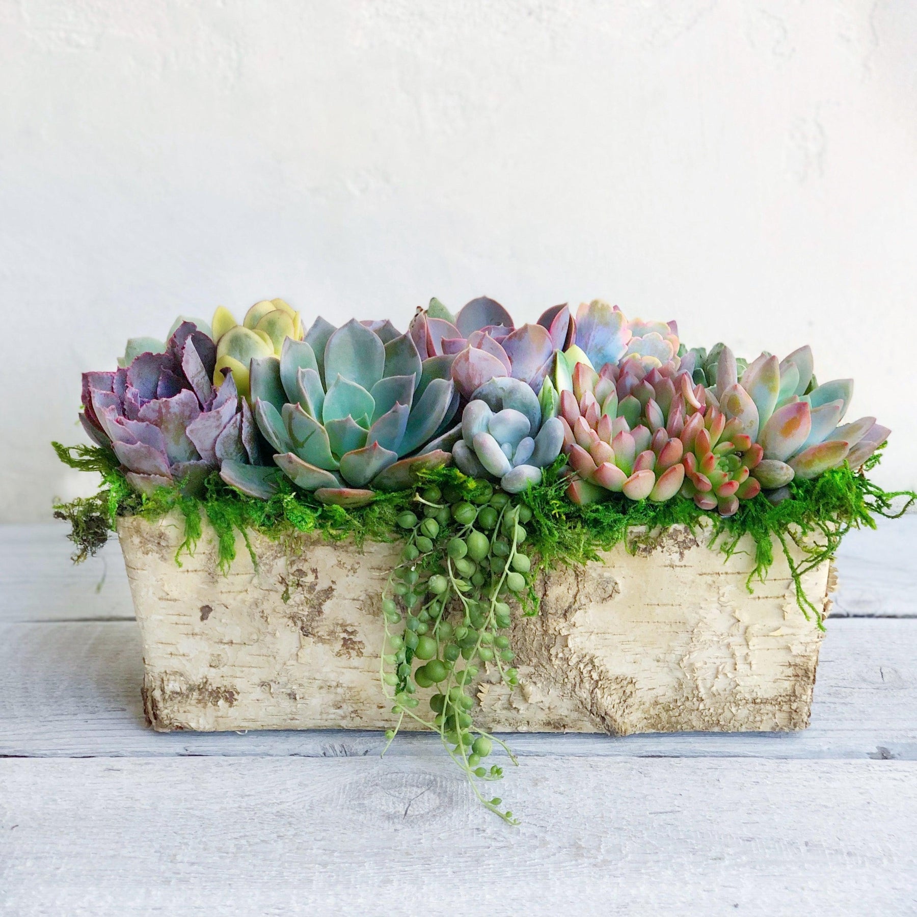 Weston Birch Trimmed Succulent Planter.