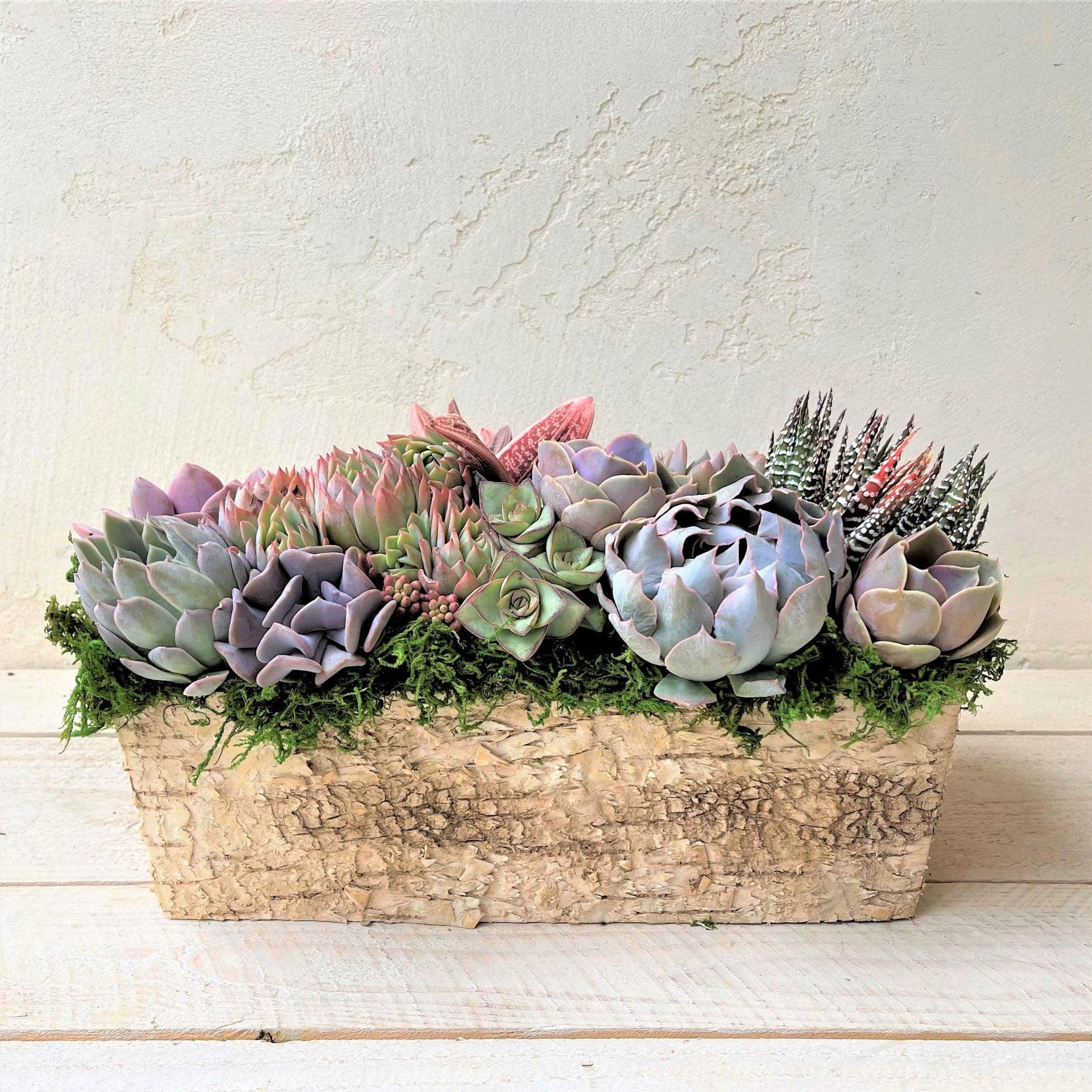 Weston Birch Trimmed Succulent Planter.