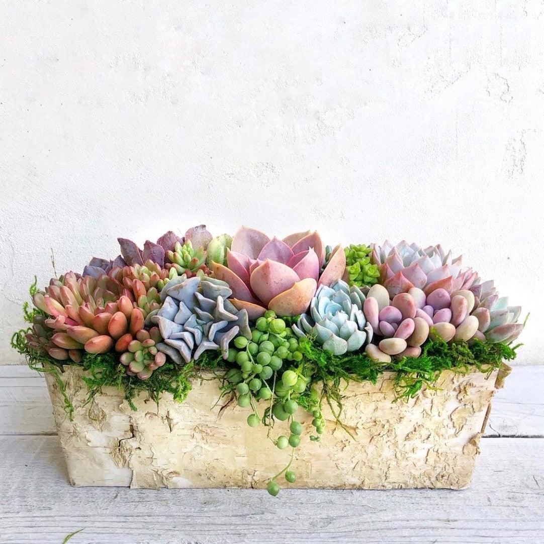 Weston Birch Trimmed Succulent Planter.