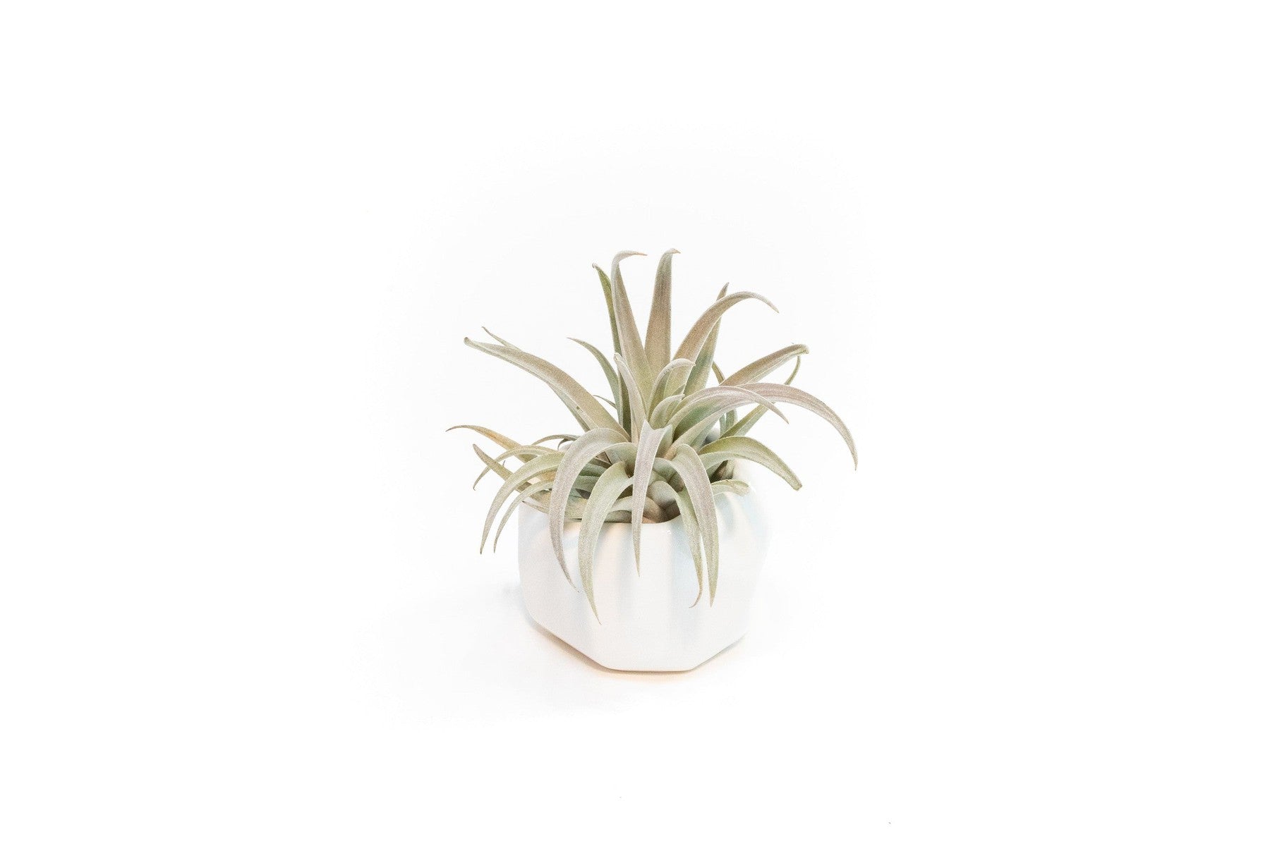 White Geometric Ceramic Container with Custom Premium Tillandsia Air Plant-The Succulent Source