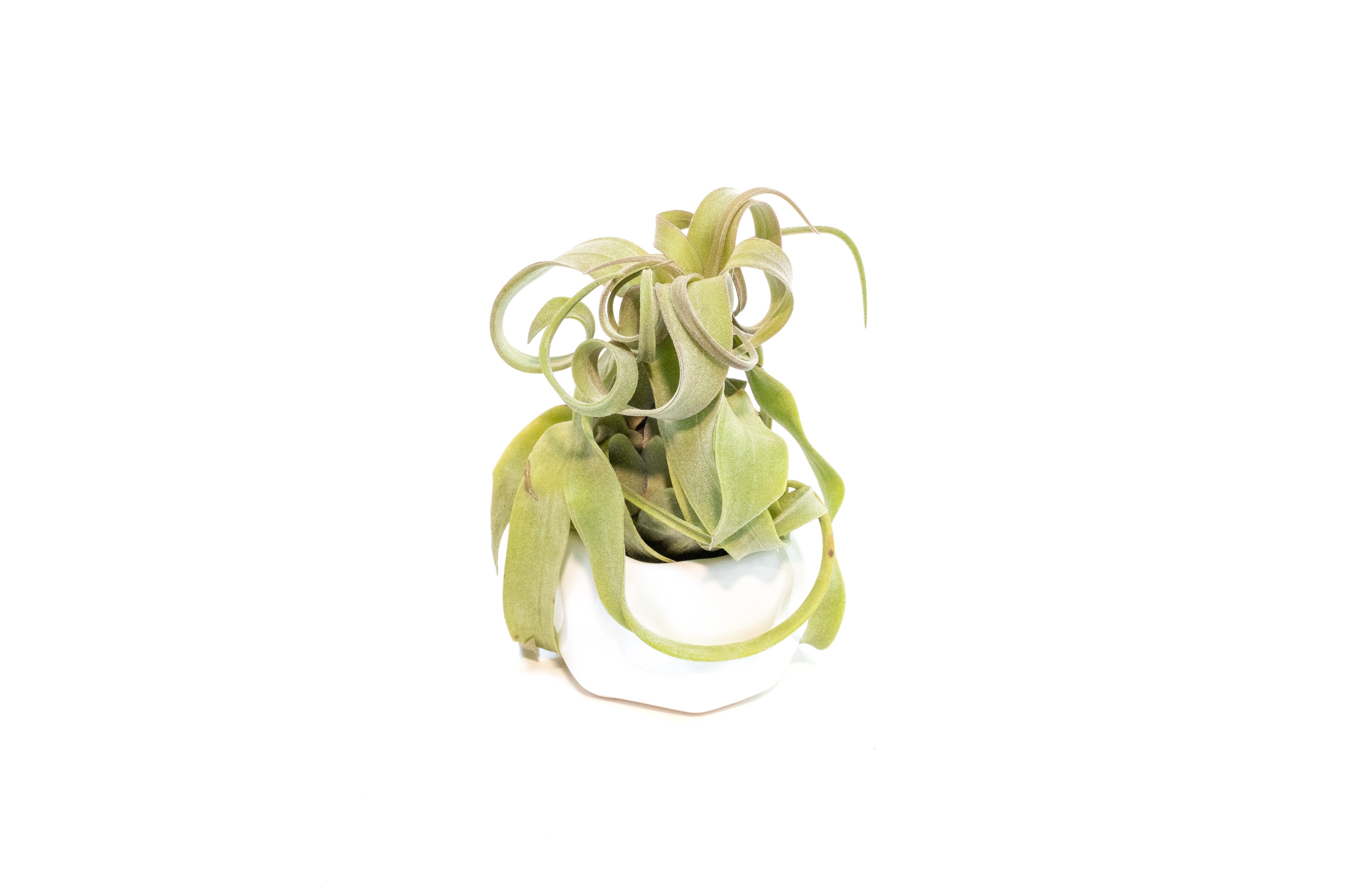 White Geometric Ceramic Container with Custom Premium Tillandsia Air Plant-The Succulent Source