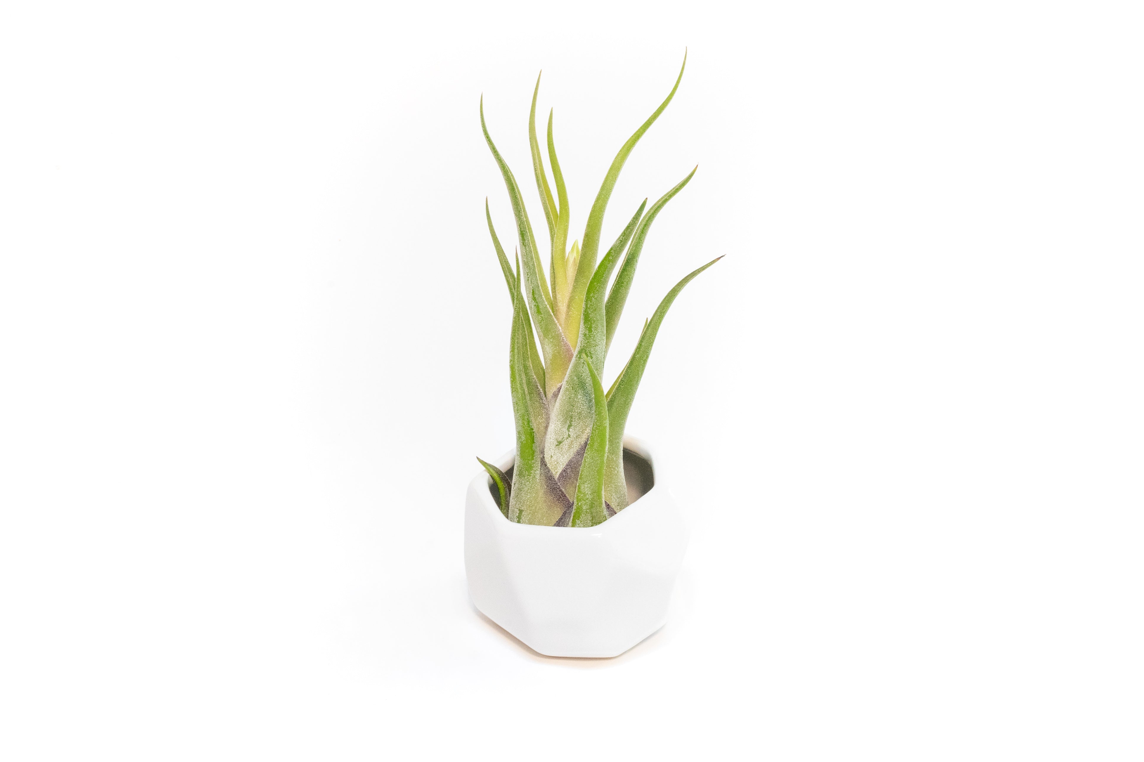 White Geometric Ceramic Container with Custom Premium Tillandsia Air Plant-The Succulent Source