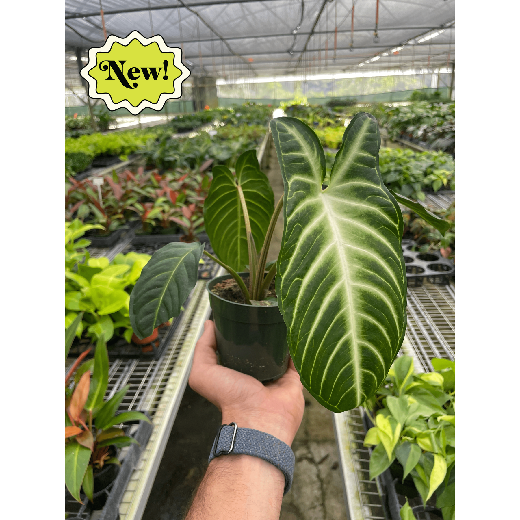 Xanthosoma 'Lendenii'-The Succulent Source