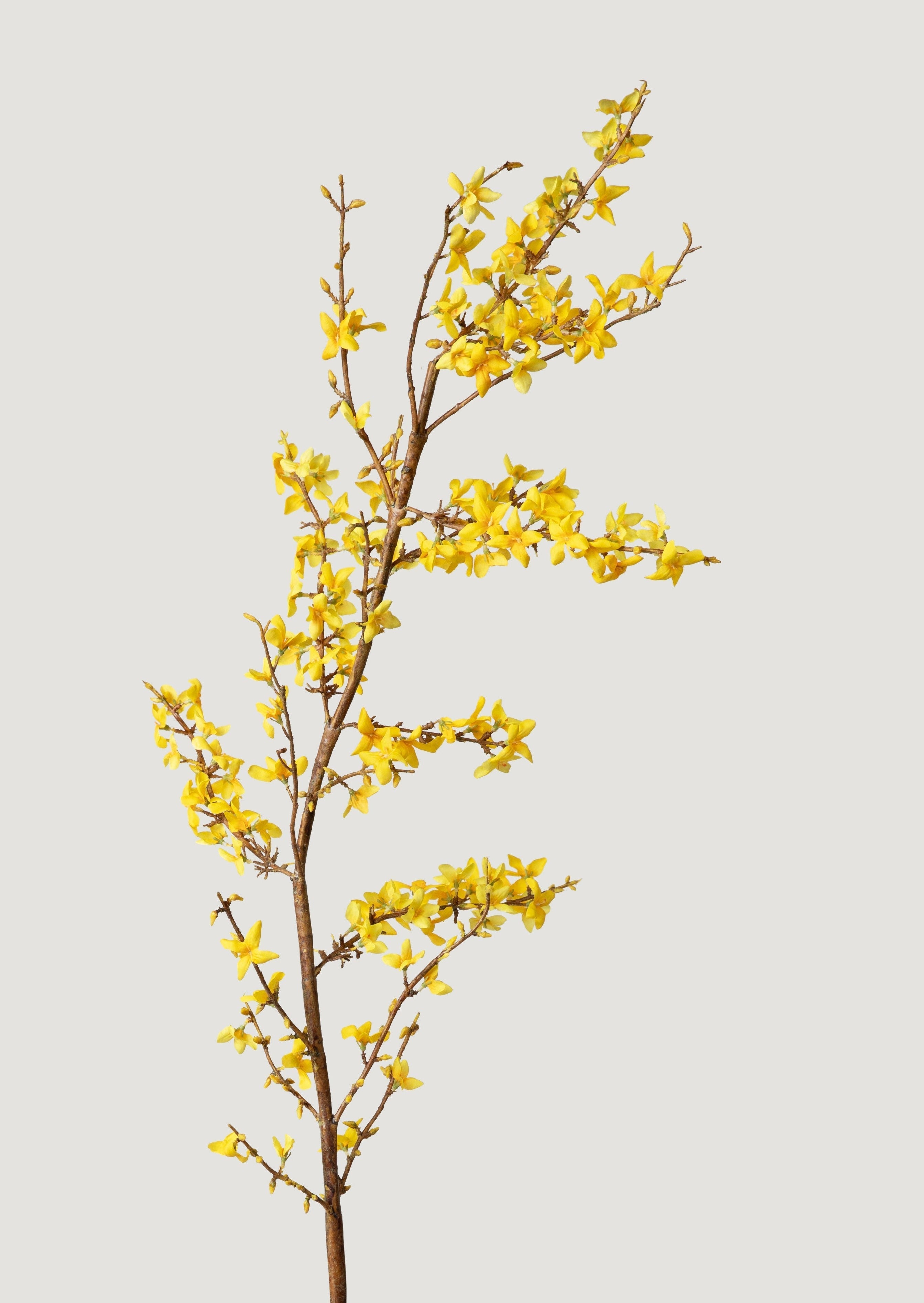 Yellow Faux Spring Forsythia Branch - 50"-Blooming Flowers-The Succulent Source