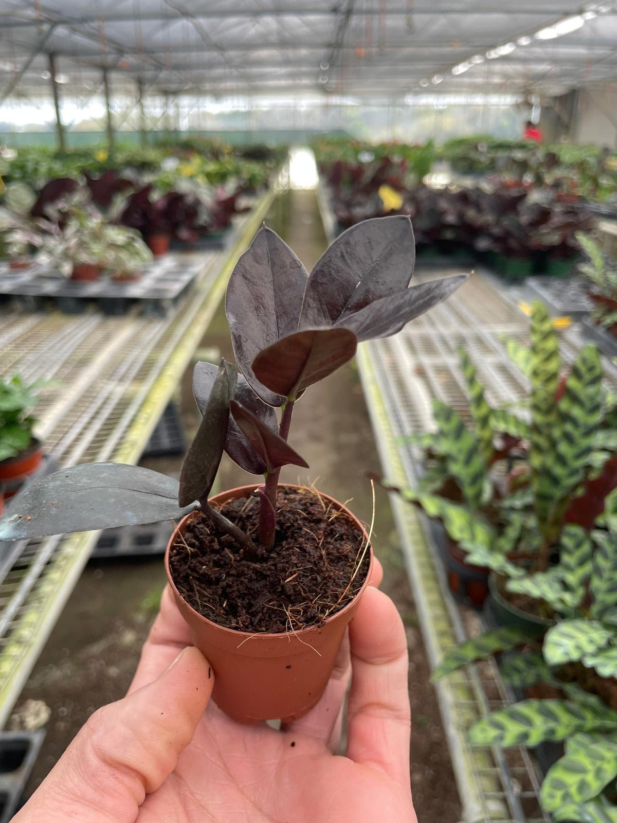 ZZ Zamioculcas 'Black Queen'-Indoor Plants-The Succulent Source