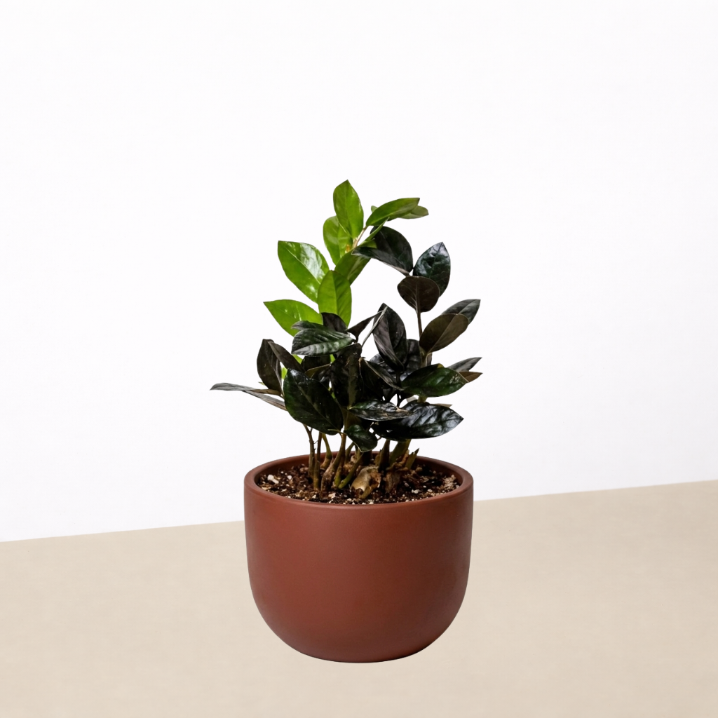 buy black zz plant ZZ Zamioculcas 'Black Queen'