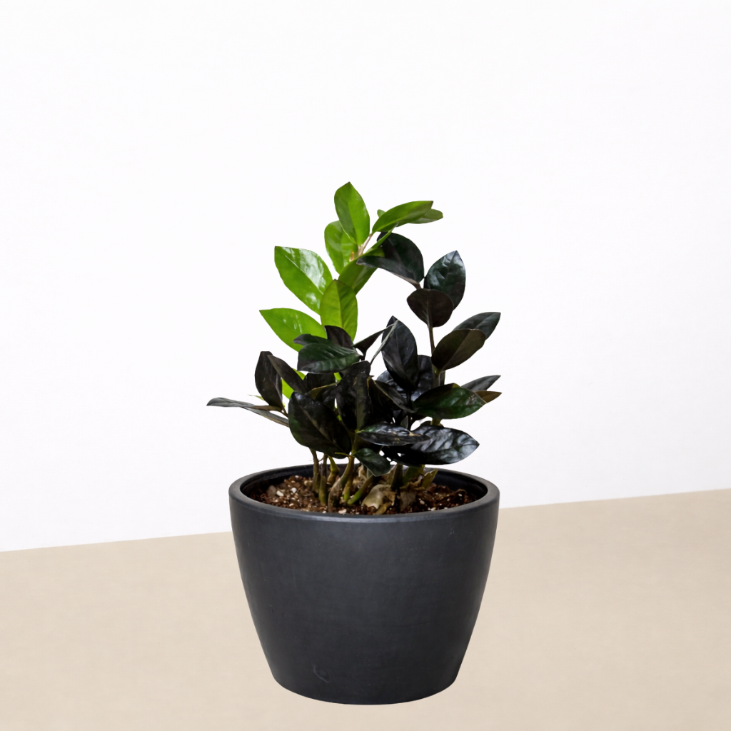 succulent plants black leaves ZZ Zamioculcas 'Black Queen'