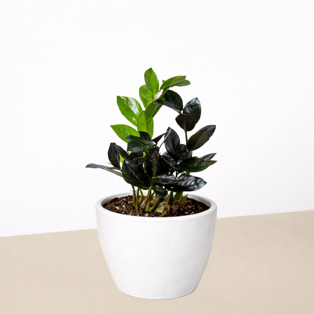 black plants indoor ZZ Zamioculcas 'Black Queen'