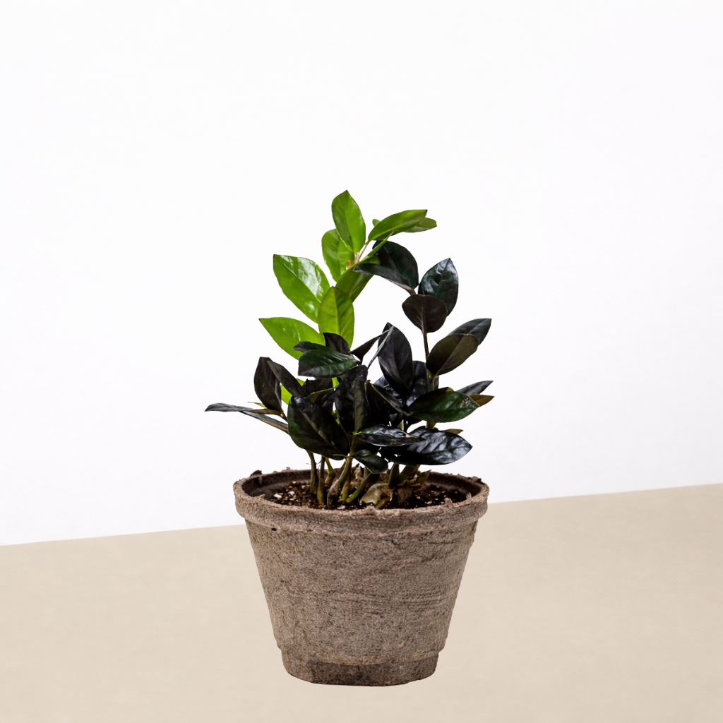 ZZ Zamioculcas 'Black Queen'-Indoor Plants-The Succulent Source