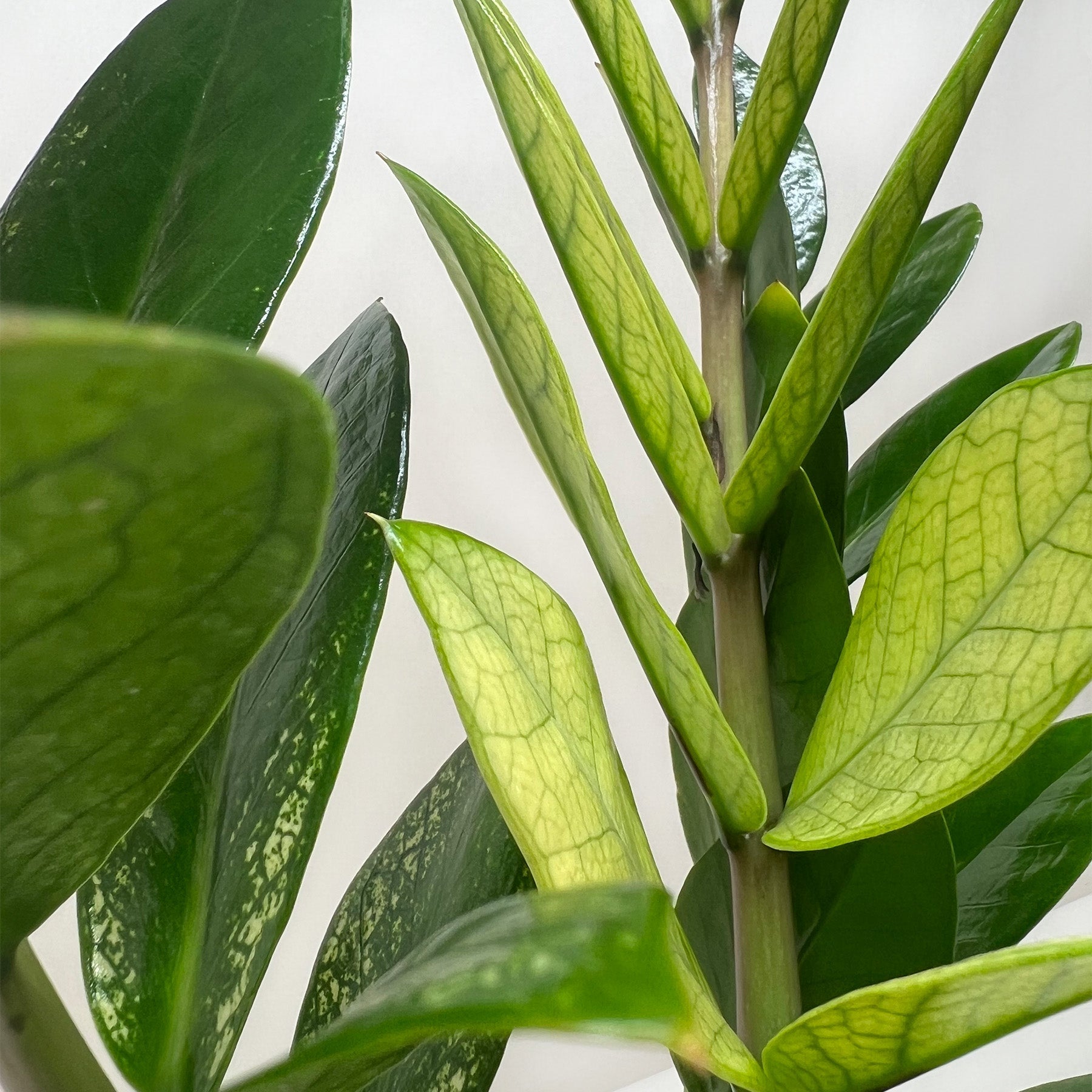 Zamioculcas 'Chameleon'-The Succulent Source