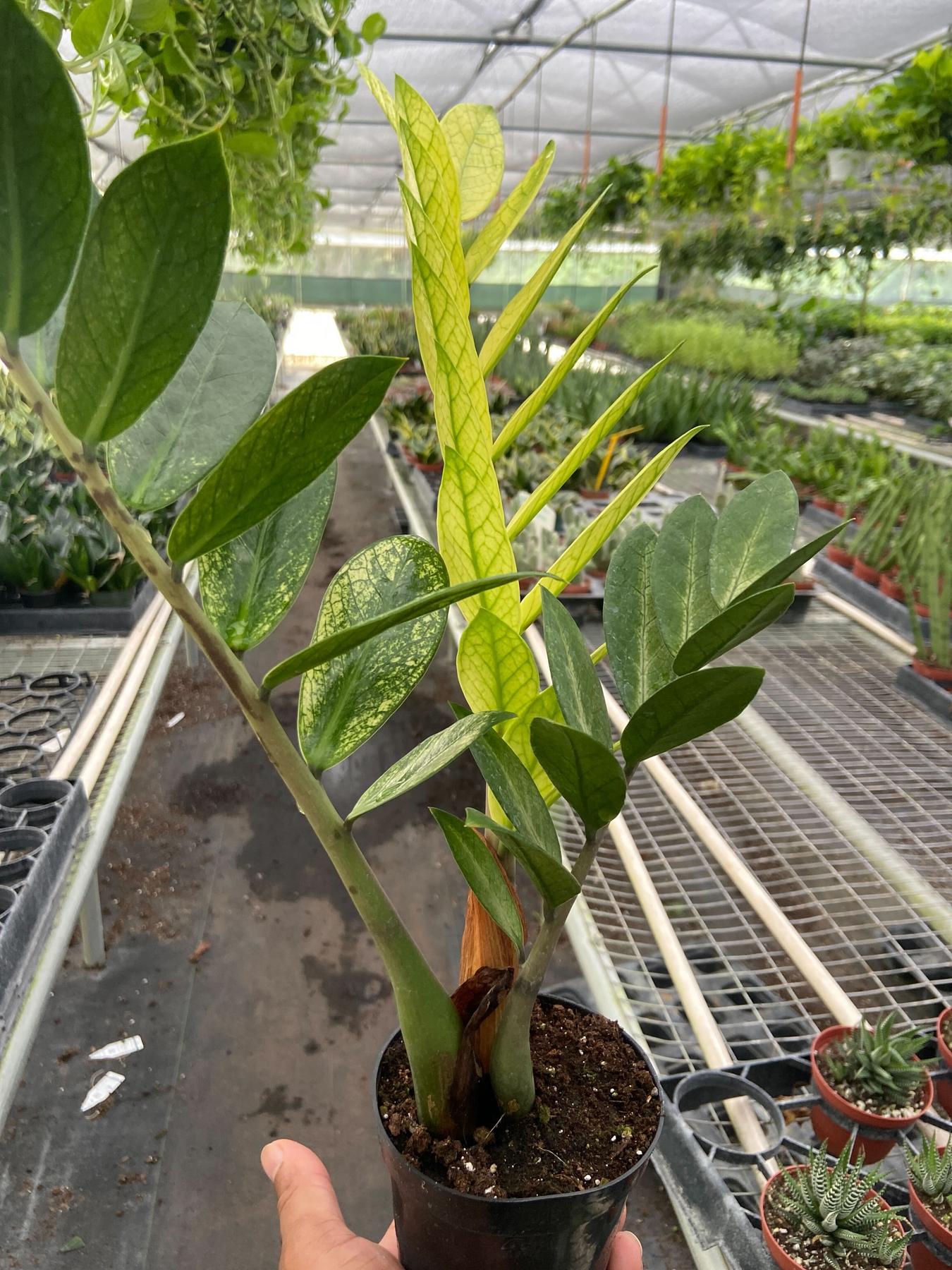 ギャクソウ Zamioculcas 'Chameleon'