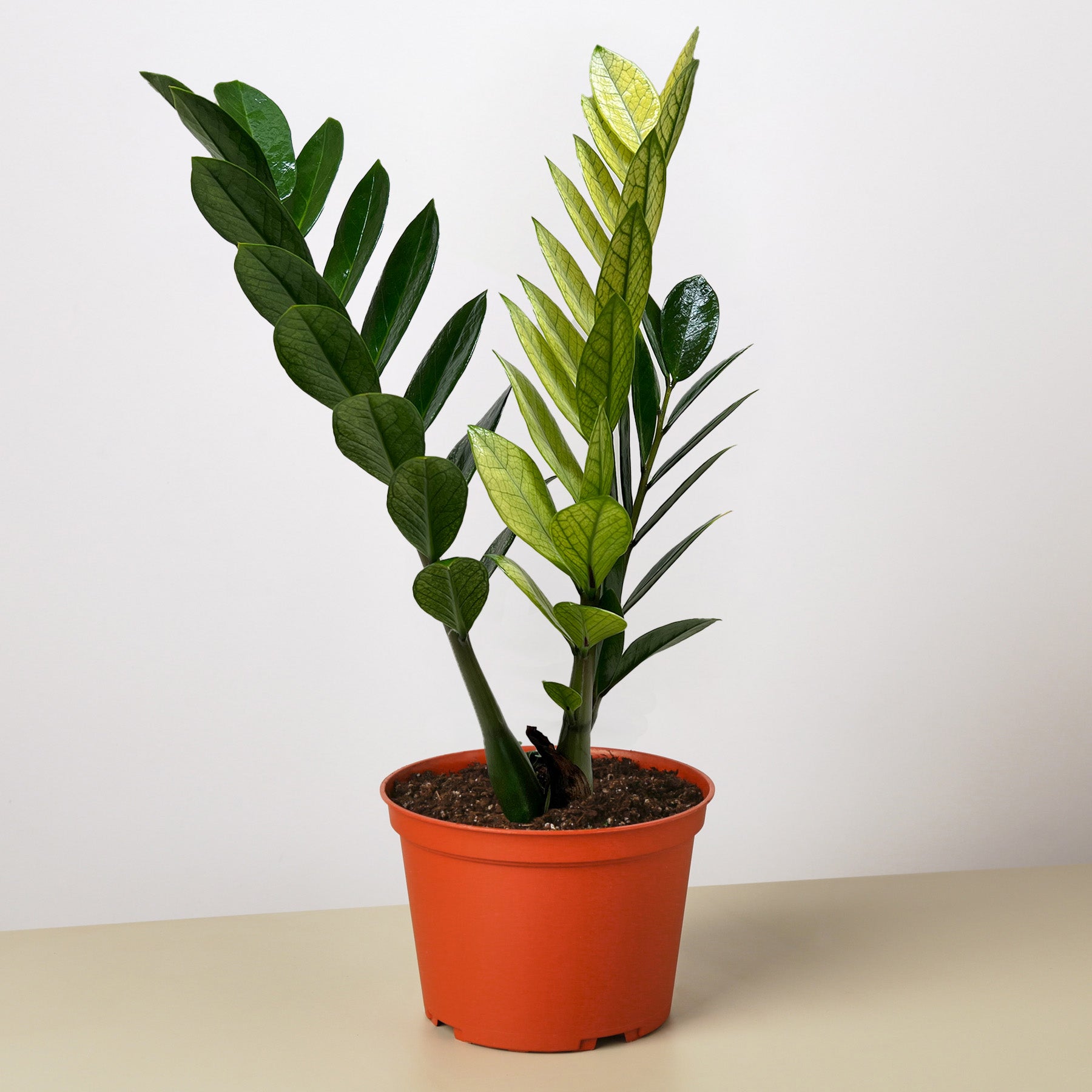 Zamioculcas 'Chameleon'-The Succulent Source