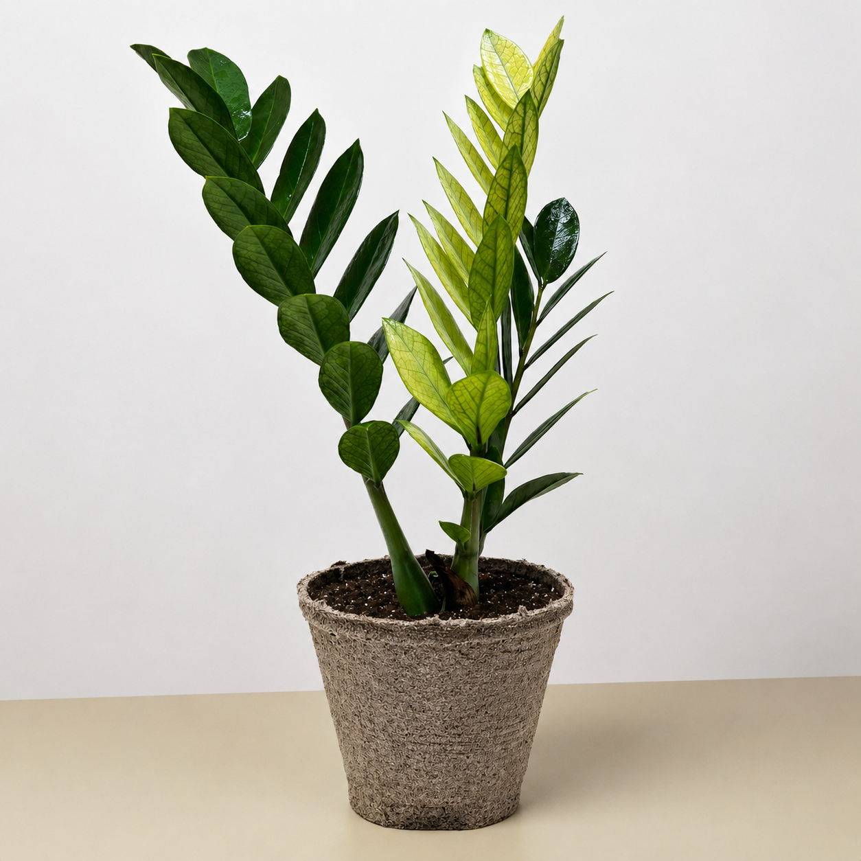 Zamioculcas 'Chameleon'-The Succulent Source