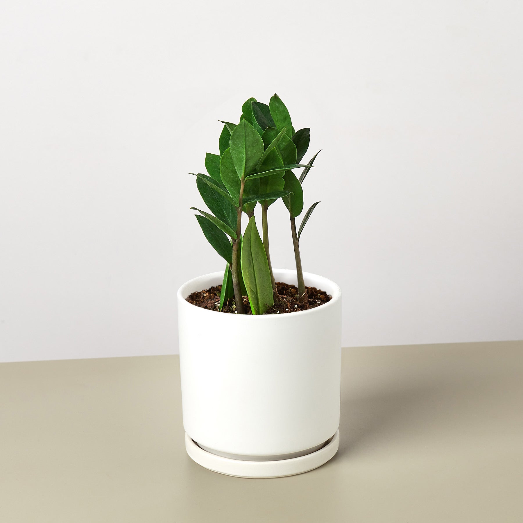 Zamioculcas Zamiifolia 'ZZ'-Indoor Plants-The Succulent Source