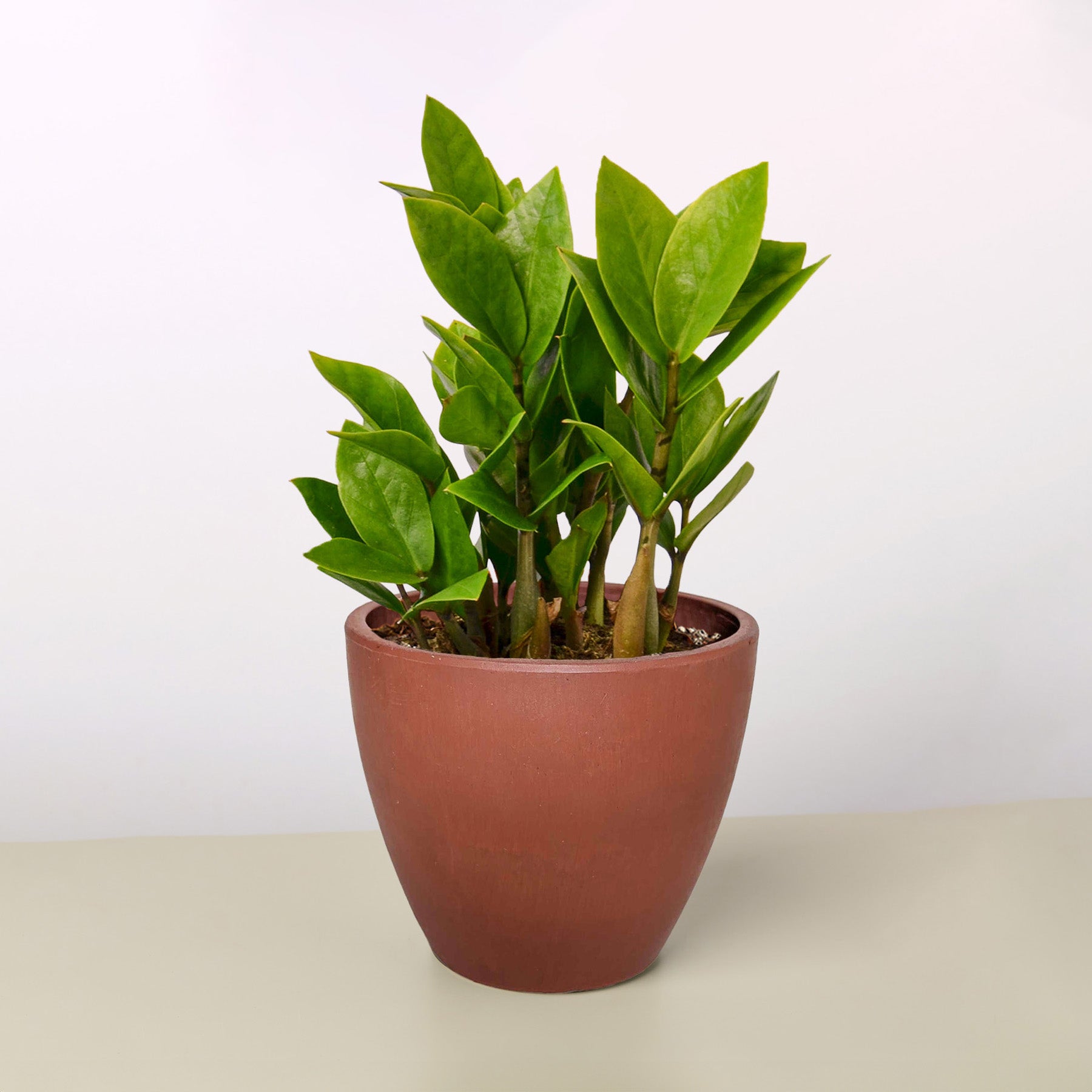 Zamioculcas Zamiifolia 'ZZ'-Indoor Plants-The Succulent Source