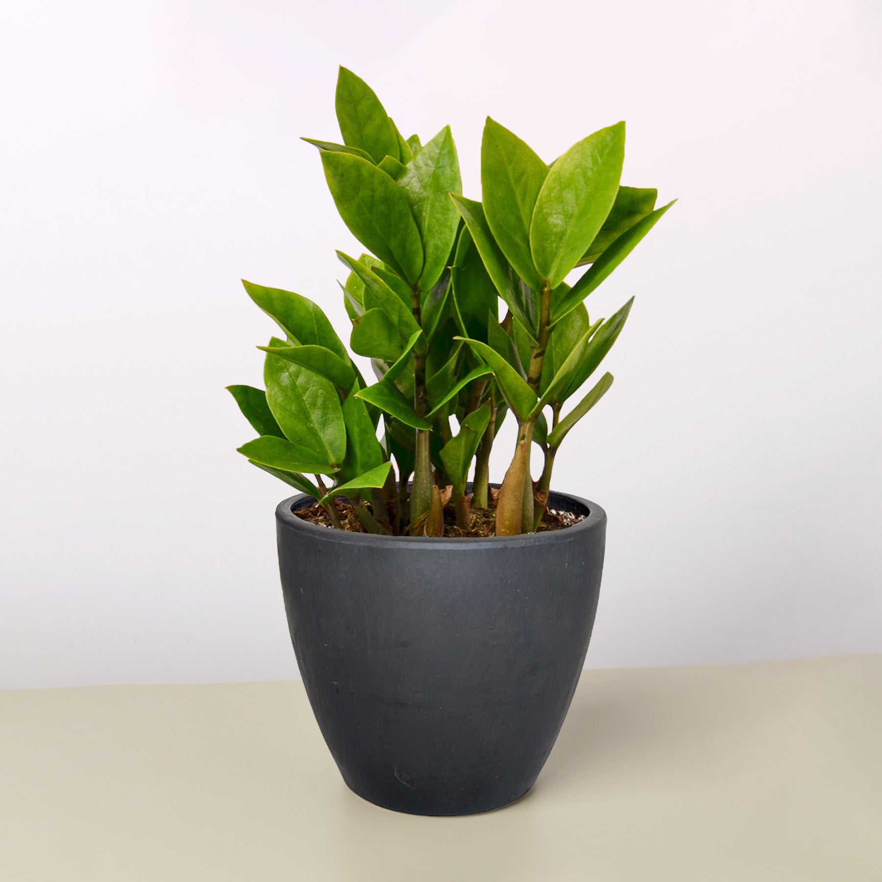 Zamioculcas Zamiifolia 'ZZ'-Indoor Plants-The Succulent Source