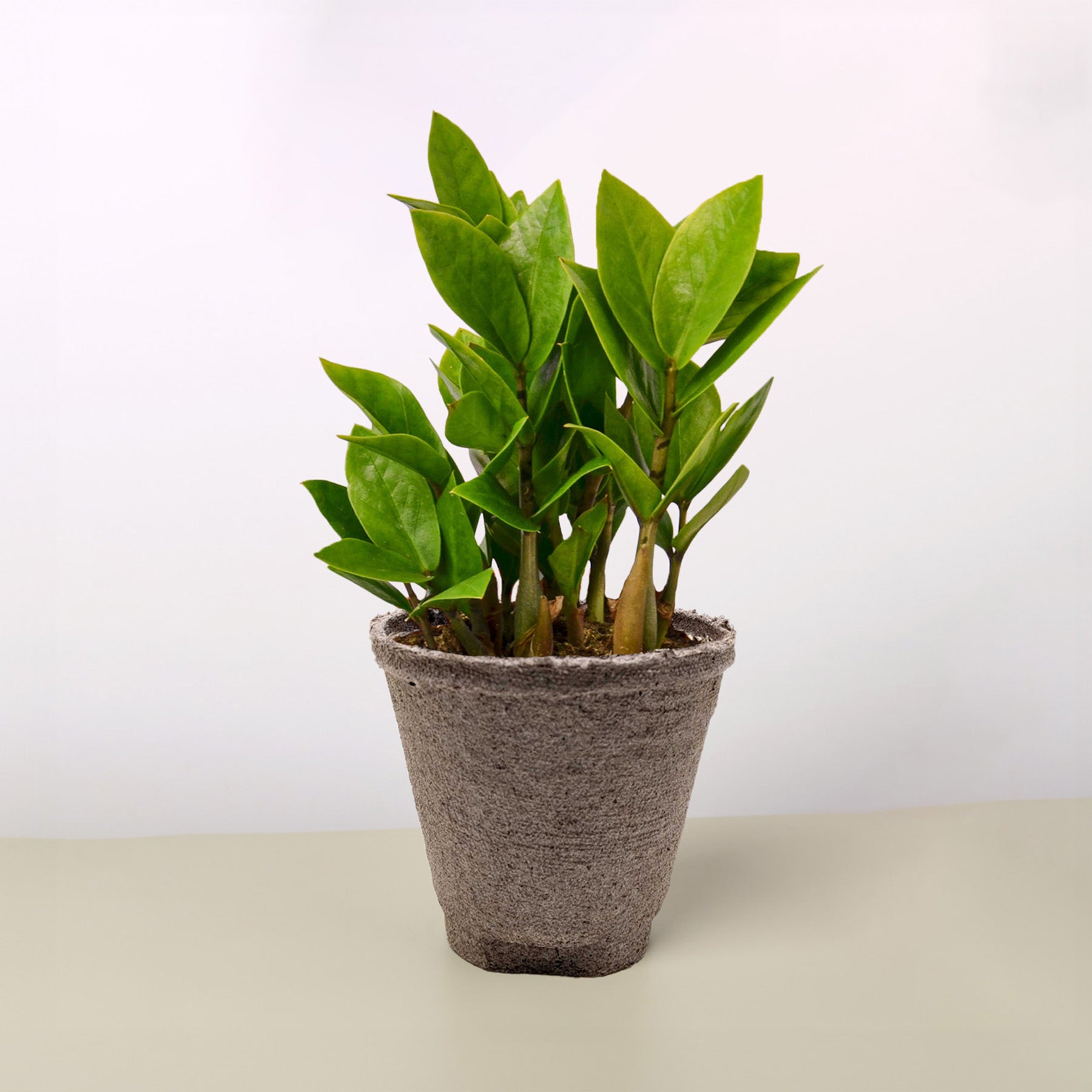 Zamioculcas Zamiifolia 'ZZ'-Indoor Plants-The Succulent Source