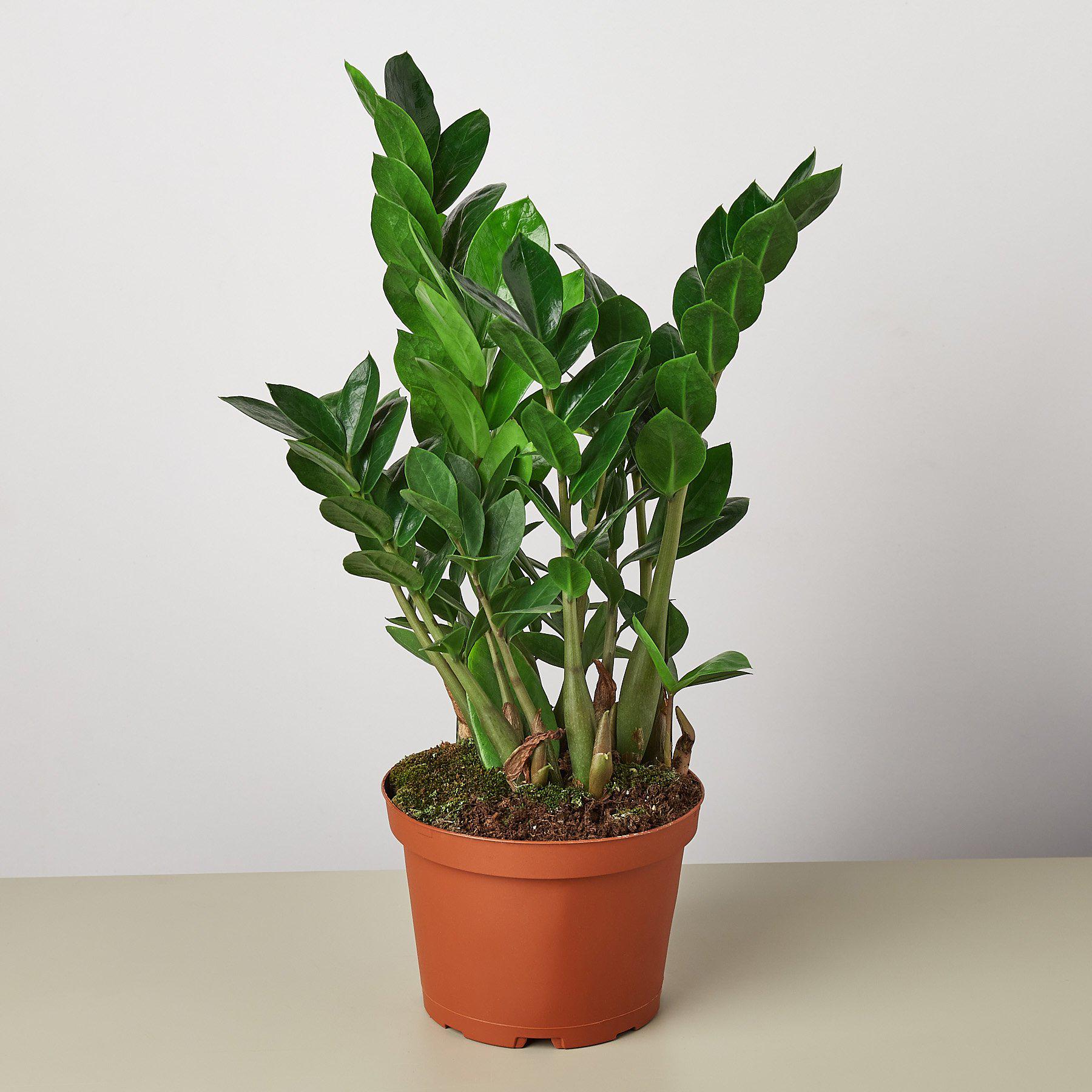 Zamioculcas Zamiifolia 'ZZ'-Indoor Plants-The Succulent Source