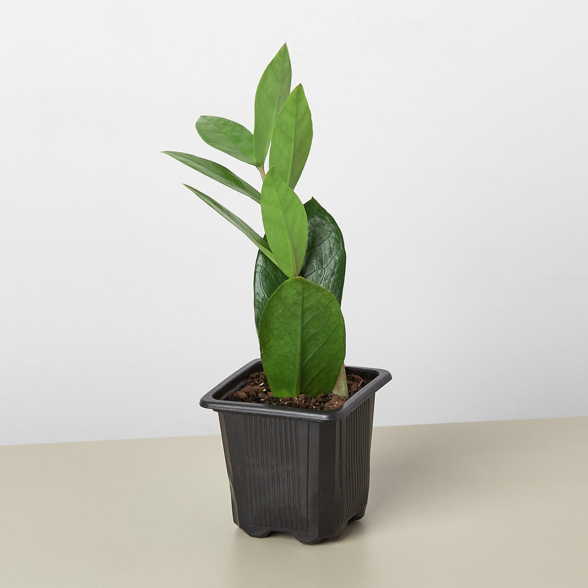 Zamioculcas Zamiifolia 'ZZ'-Indoor Plants-The Succulent Source