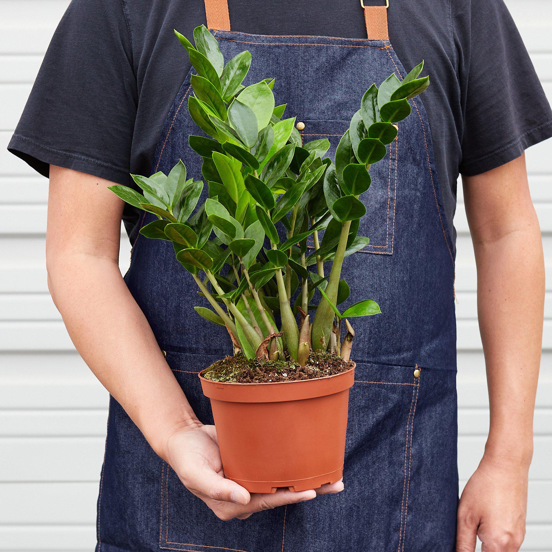 Zamioculcas Zamiifolia 'ZZ'-Indoor Plants-The Succulent Source