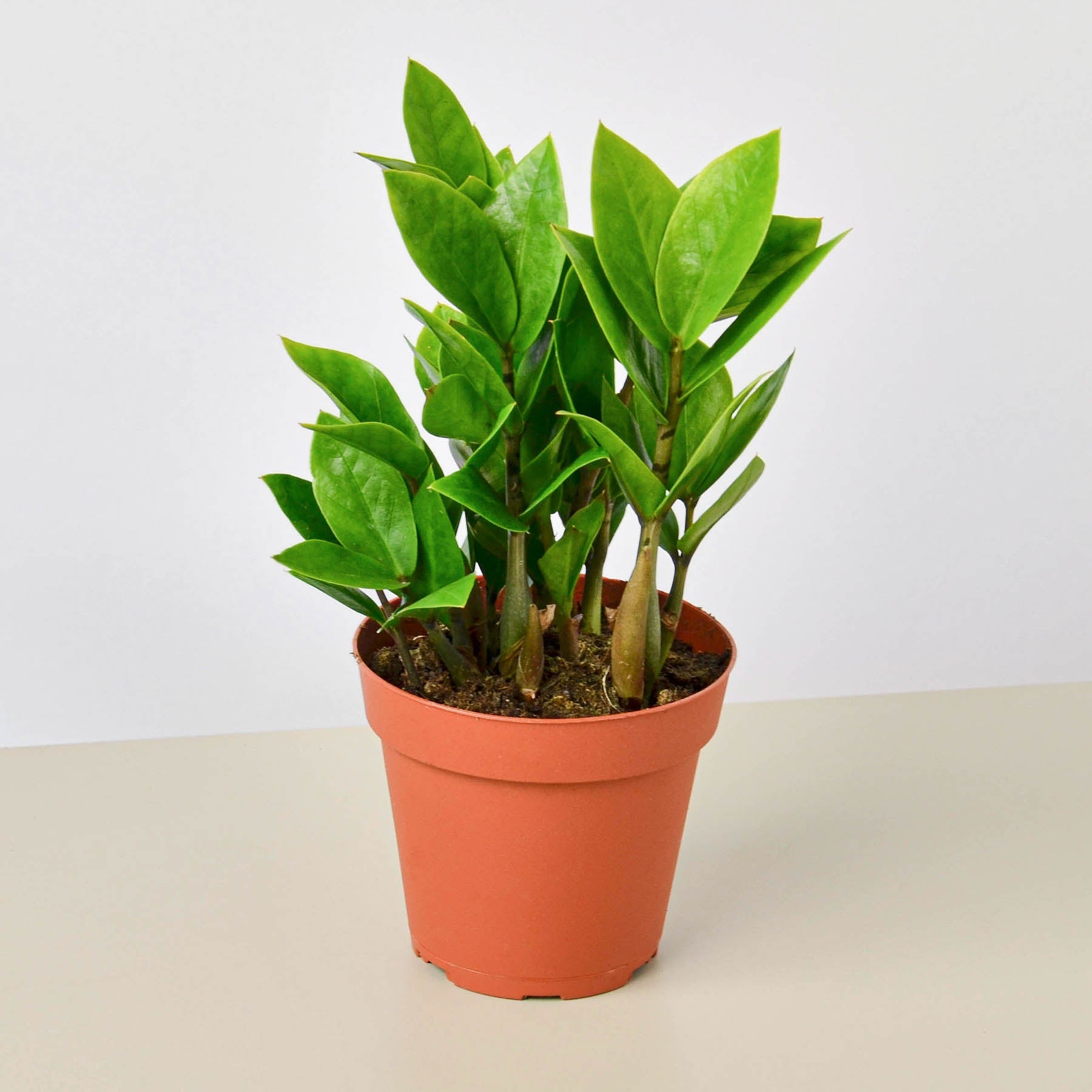Zamioculcas Zamiifolia 'ZZ'-Indoor Plants-The Succulent Source