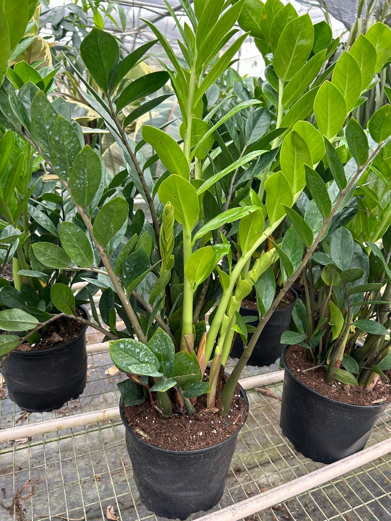 Zamioculcas Zamiifolia 'ZZ'-Indoor Plants-The Succulent Source