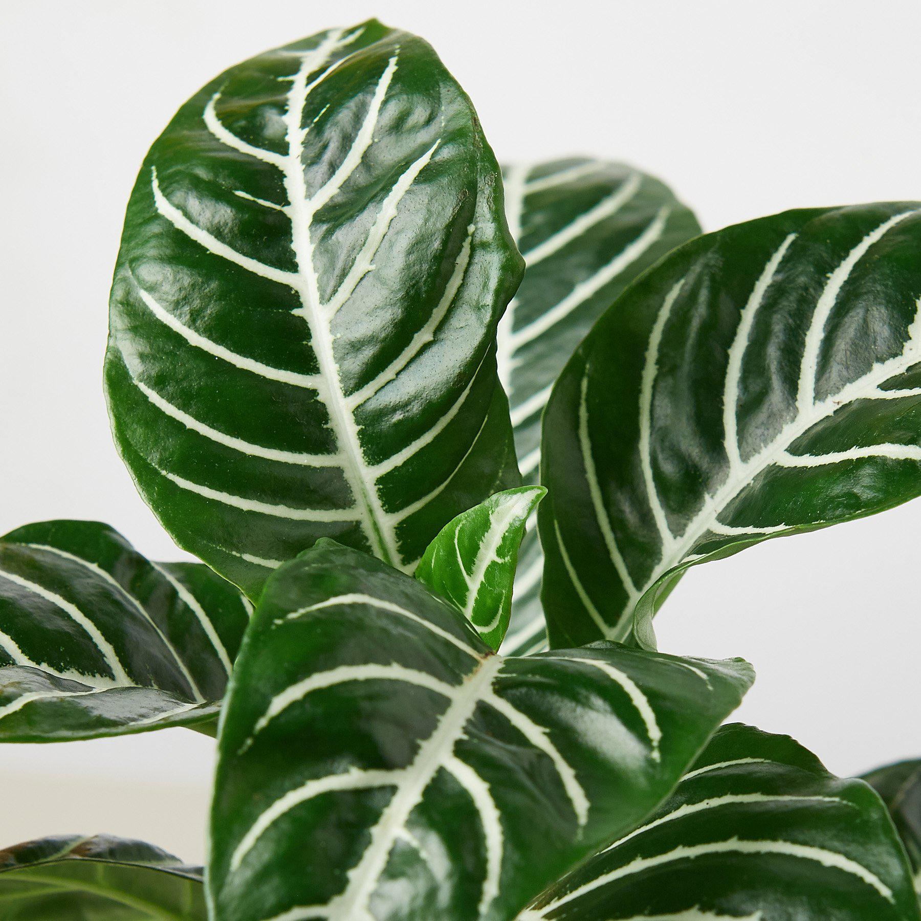 Zebra 'Aphelandra'-Indoor Plants-The Succulent Source