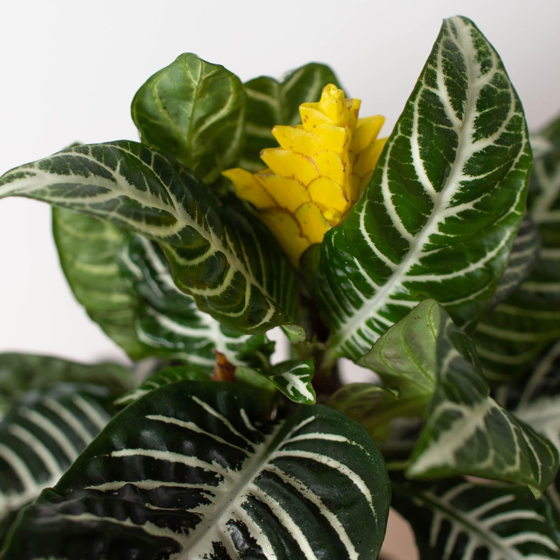 Zebra 'Aphelandra'-Indoor Plants-The Succulent Source