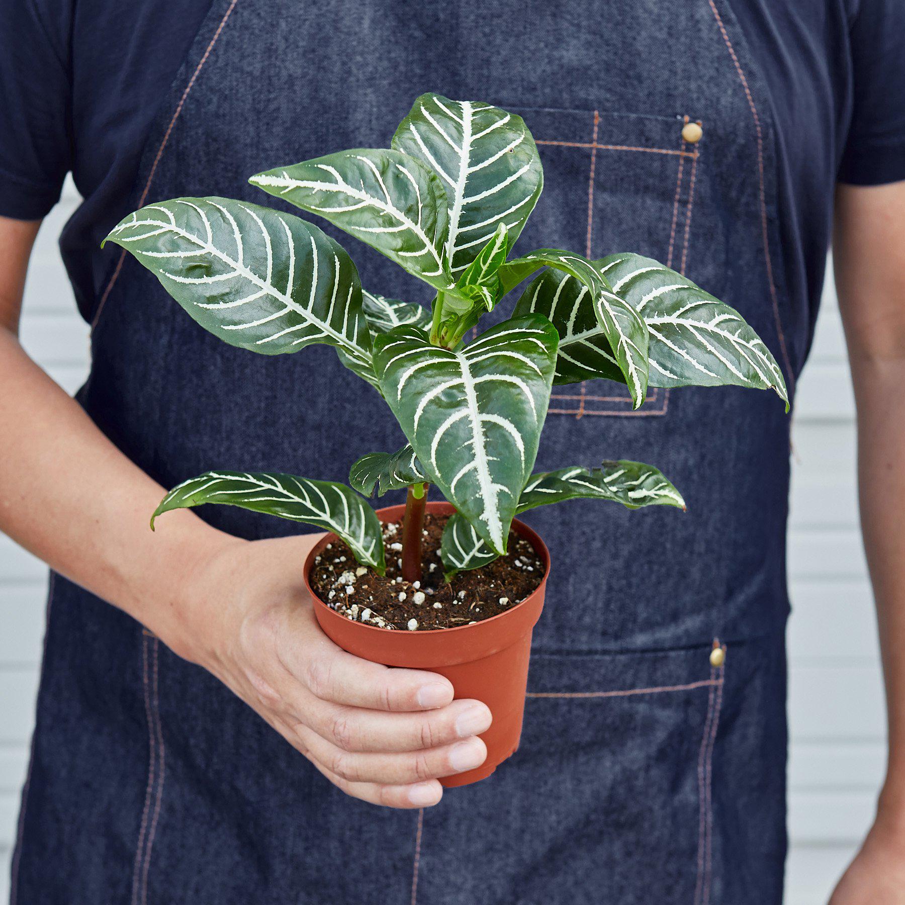 Zebra 'Aphelandra'-Indoor Plants-The Succulent Source