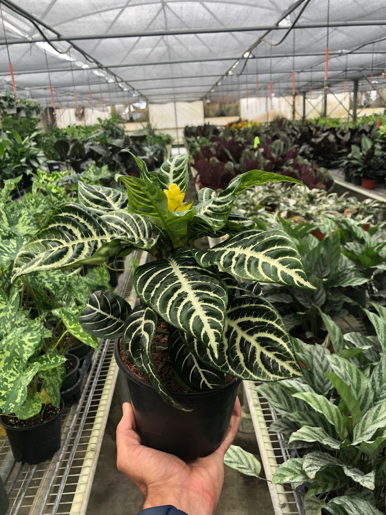 Zebra 'Aphelandra'-Indoor Plants-The Succulent Source
