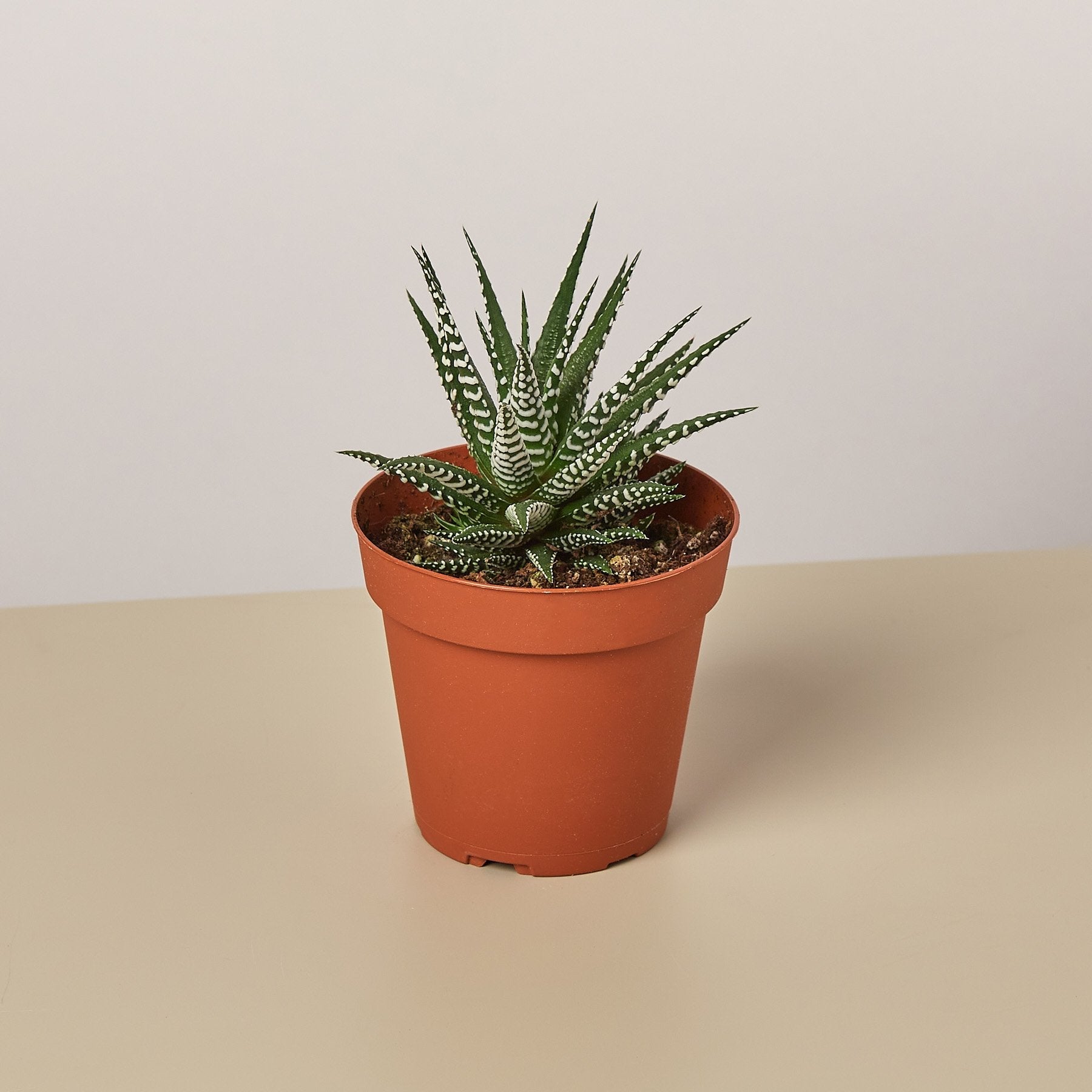 Zebra Succulent-Succulent-The Succulent Source