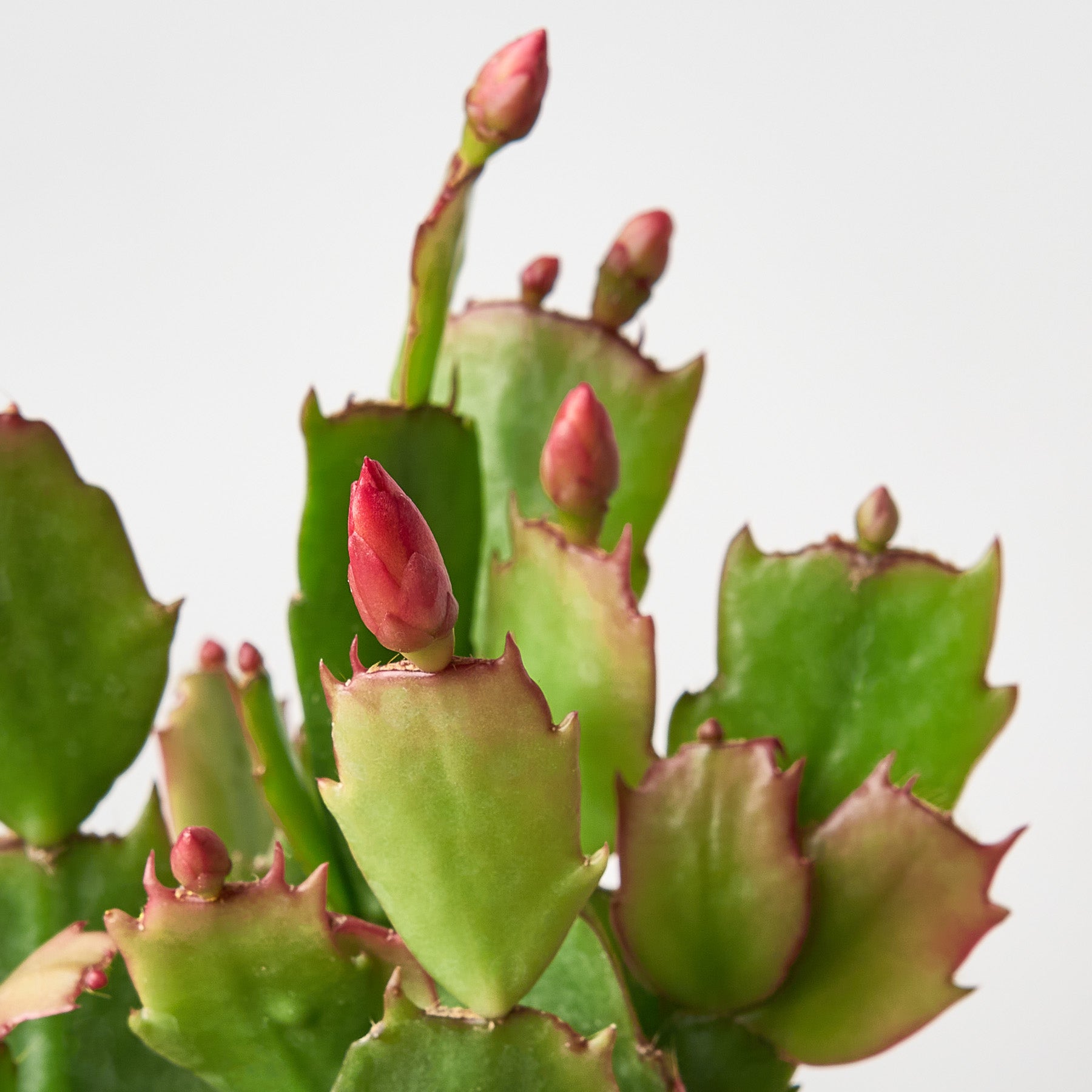 Zygocactus 'Christmas Cactus'-The Succulent Source