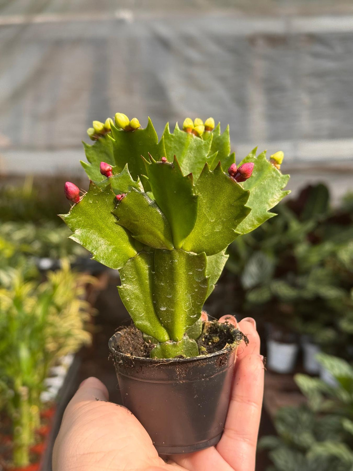 Zygocactus 'Christmas Cactus'-The Succulent Source